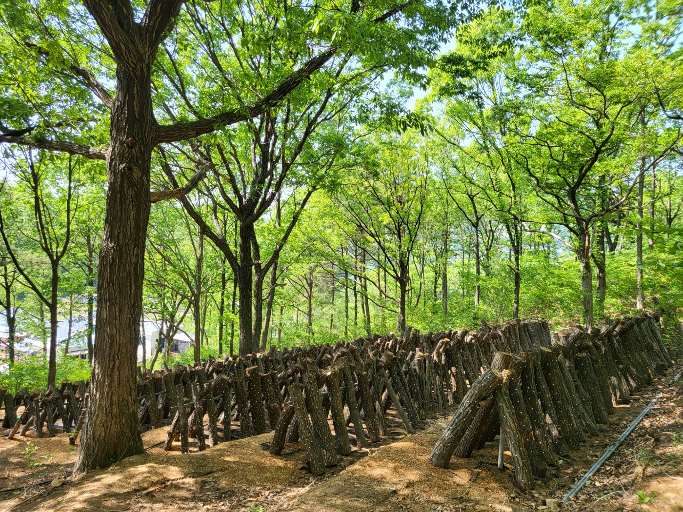 황학산비채숲펜션