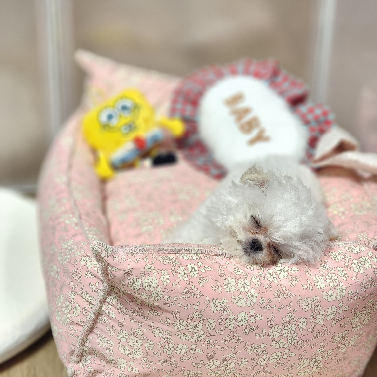 까망이 대표 이미지