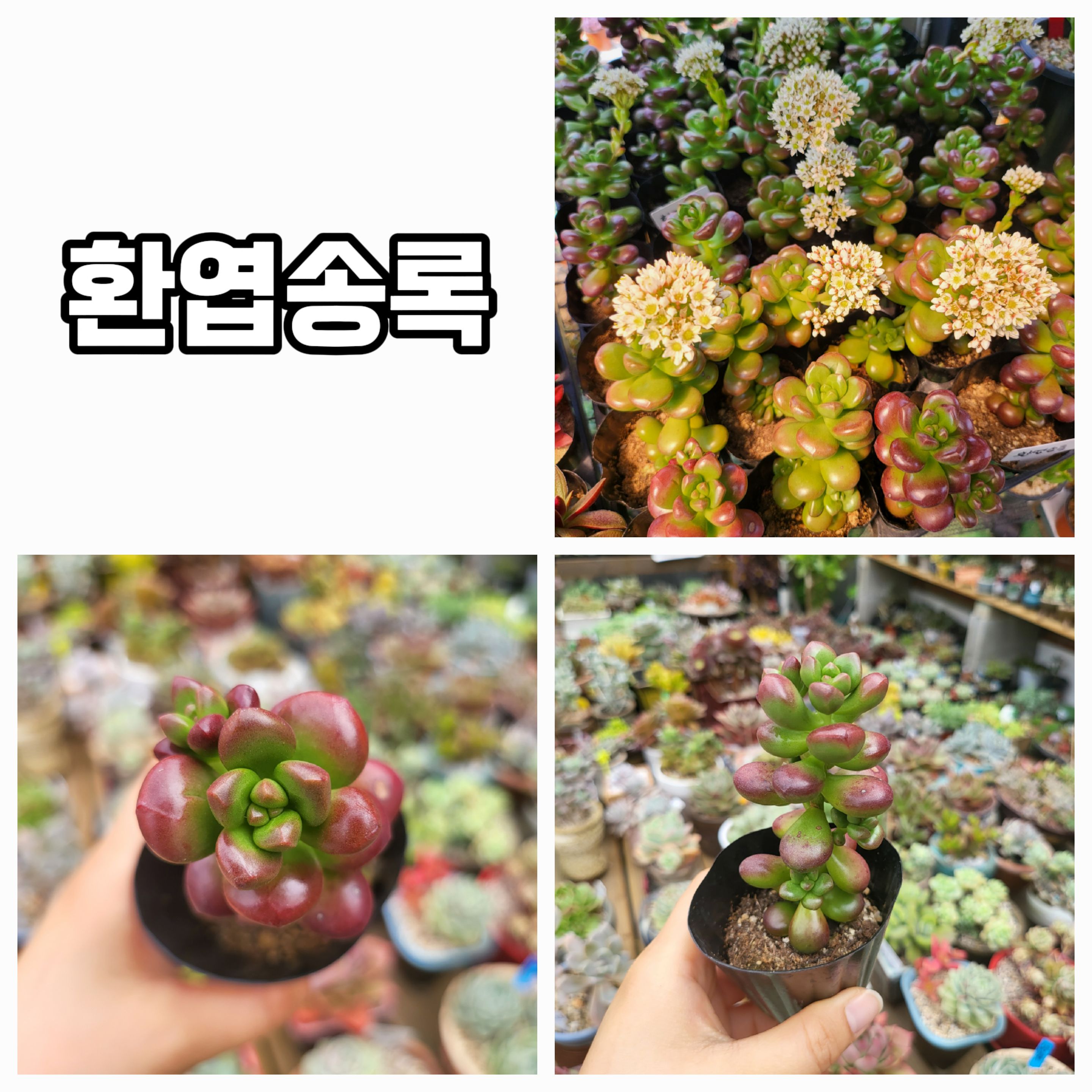 엉터리다육맘농원