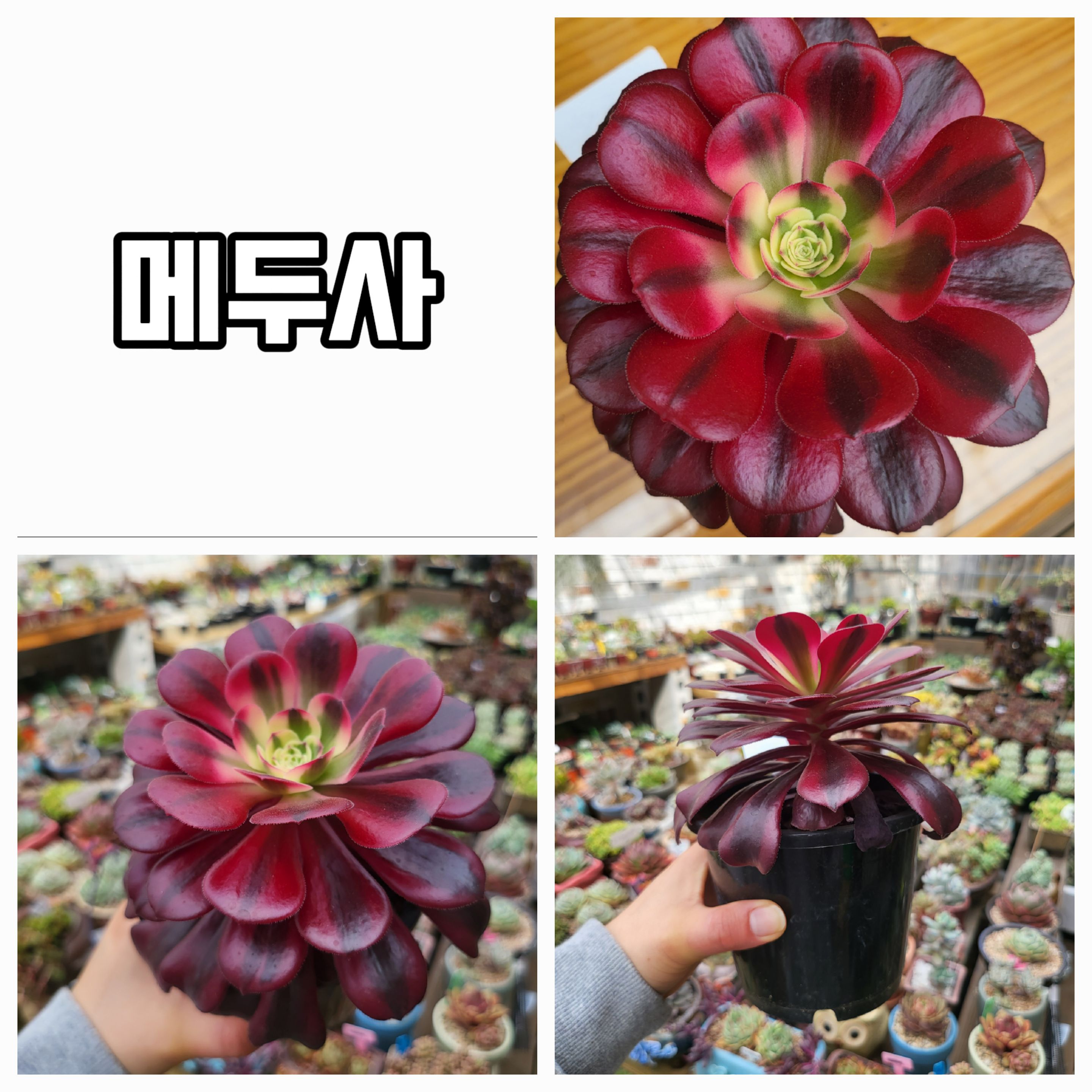 엉터리다육맘농원