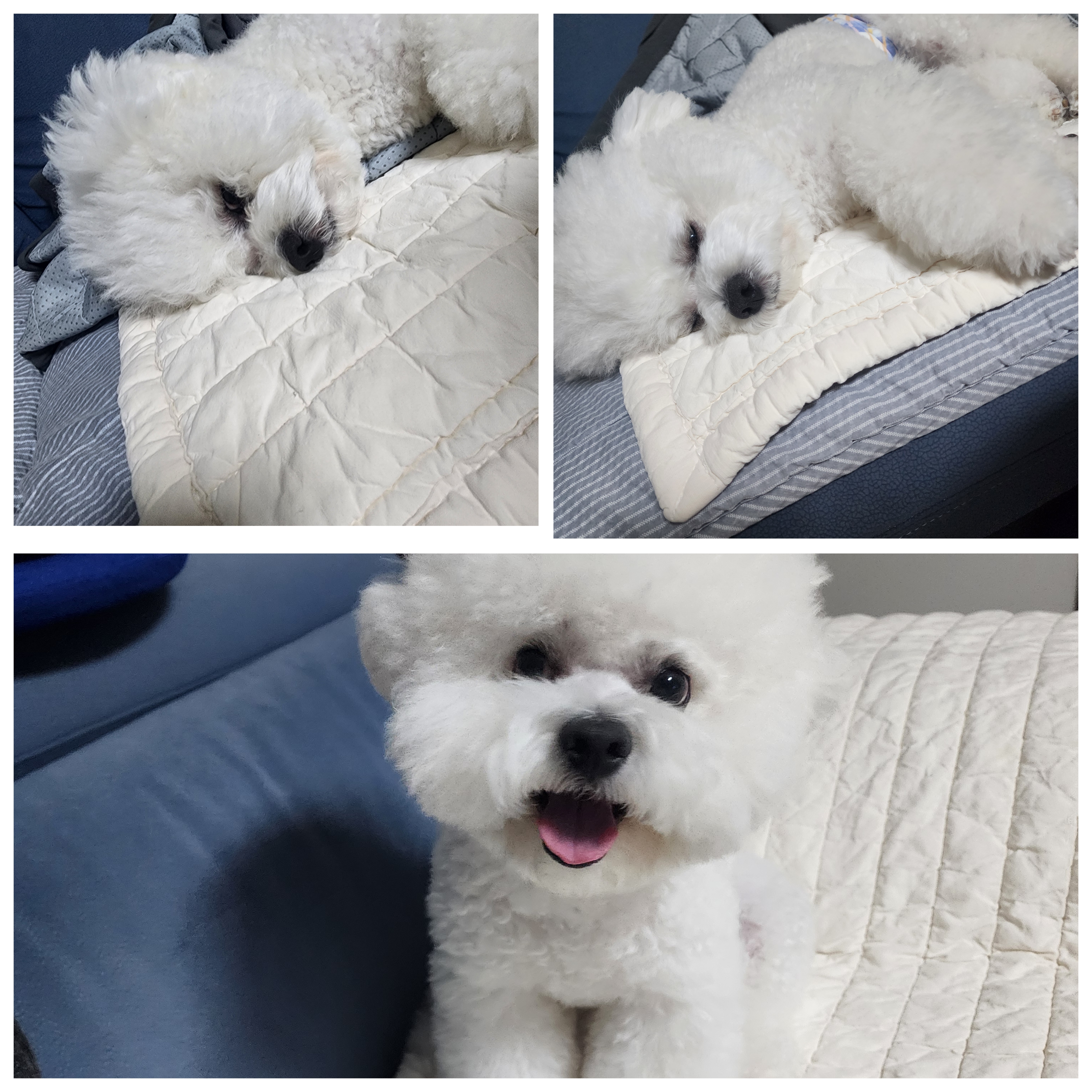 도그캐슬 대표 이미지