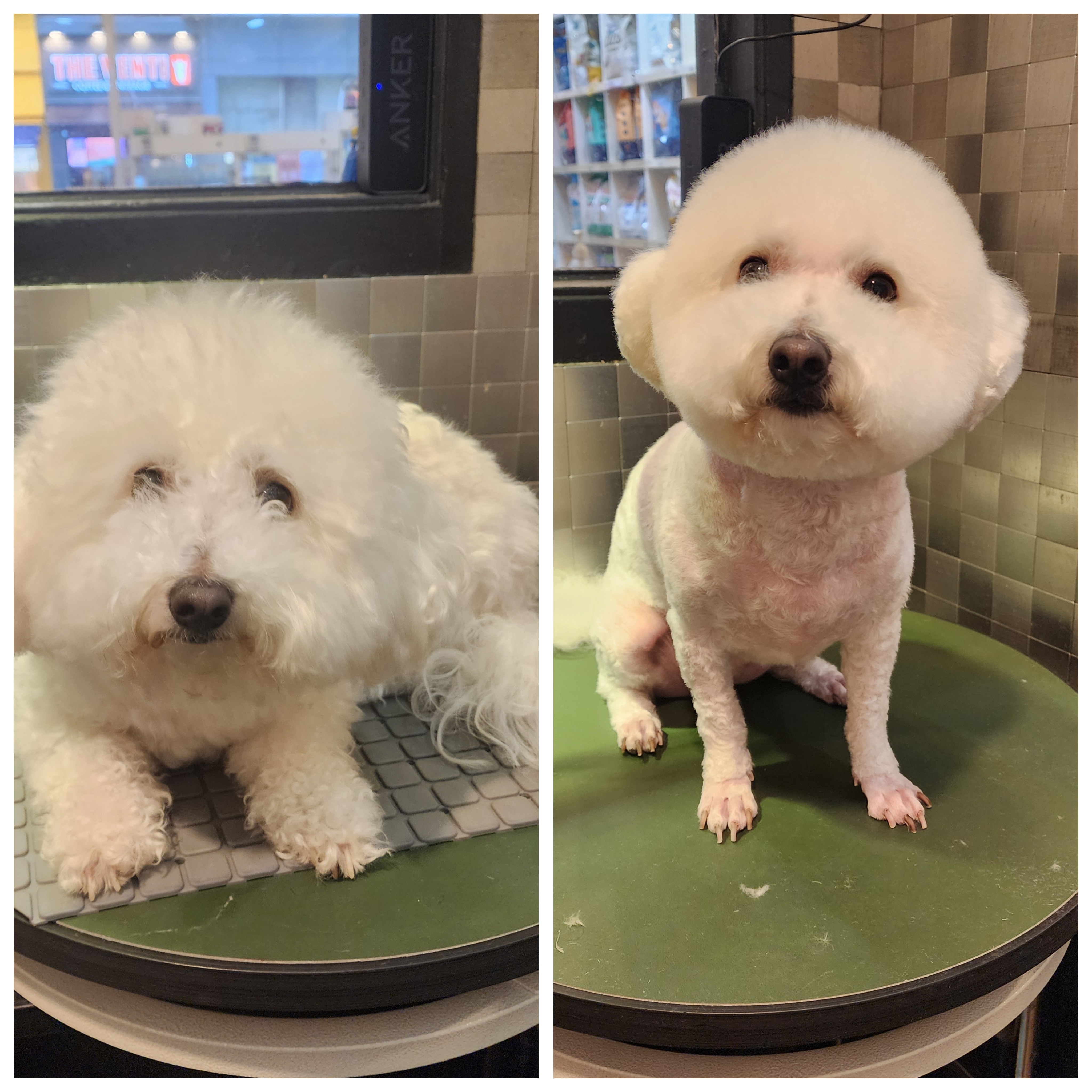 도그캐슬 대표 이미지