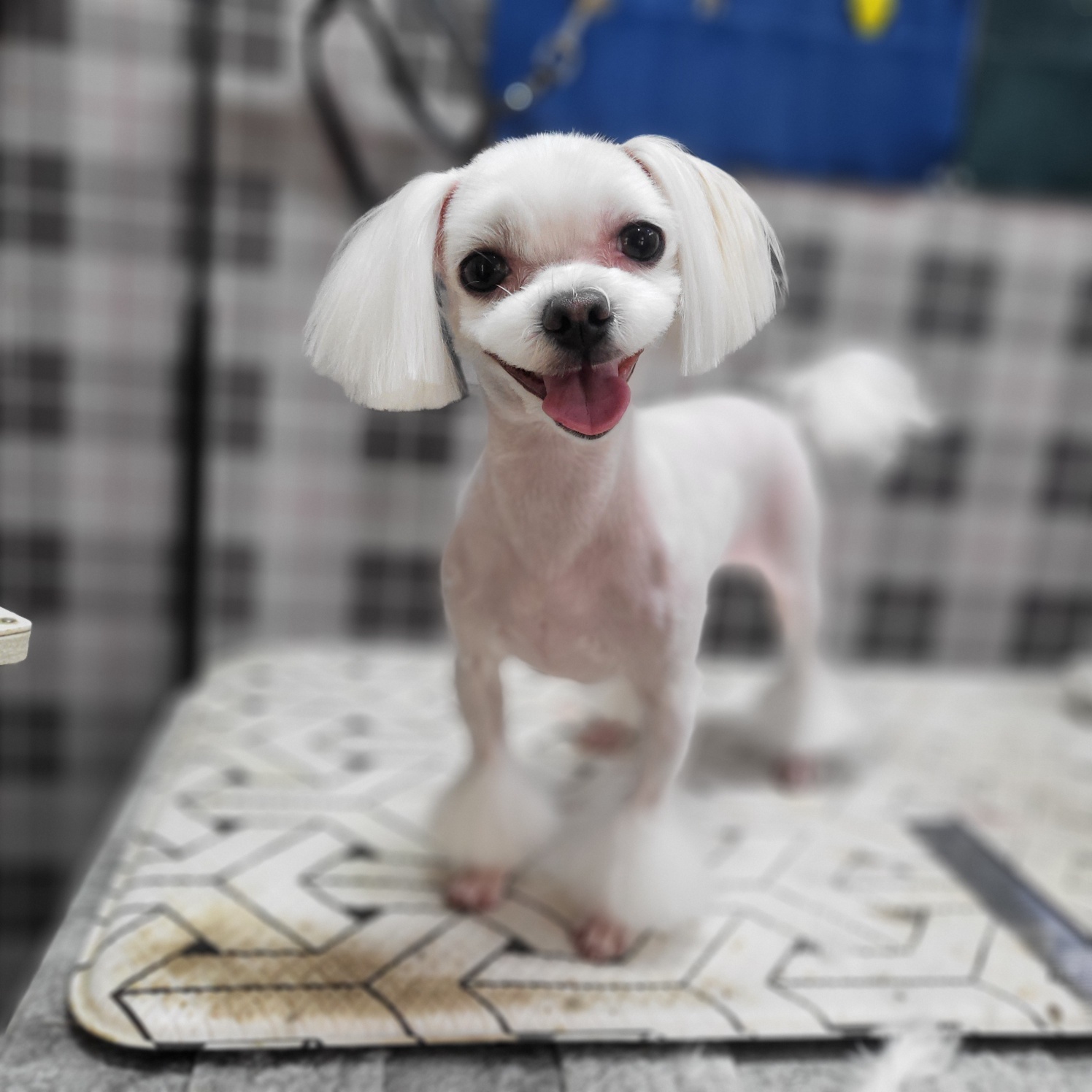 토토애견 대표 이미지