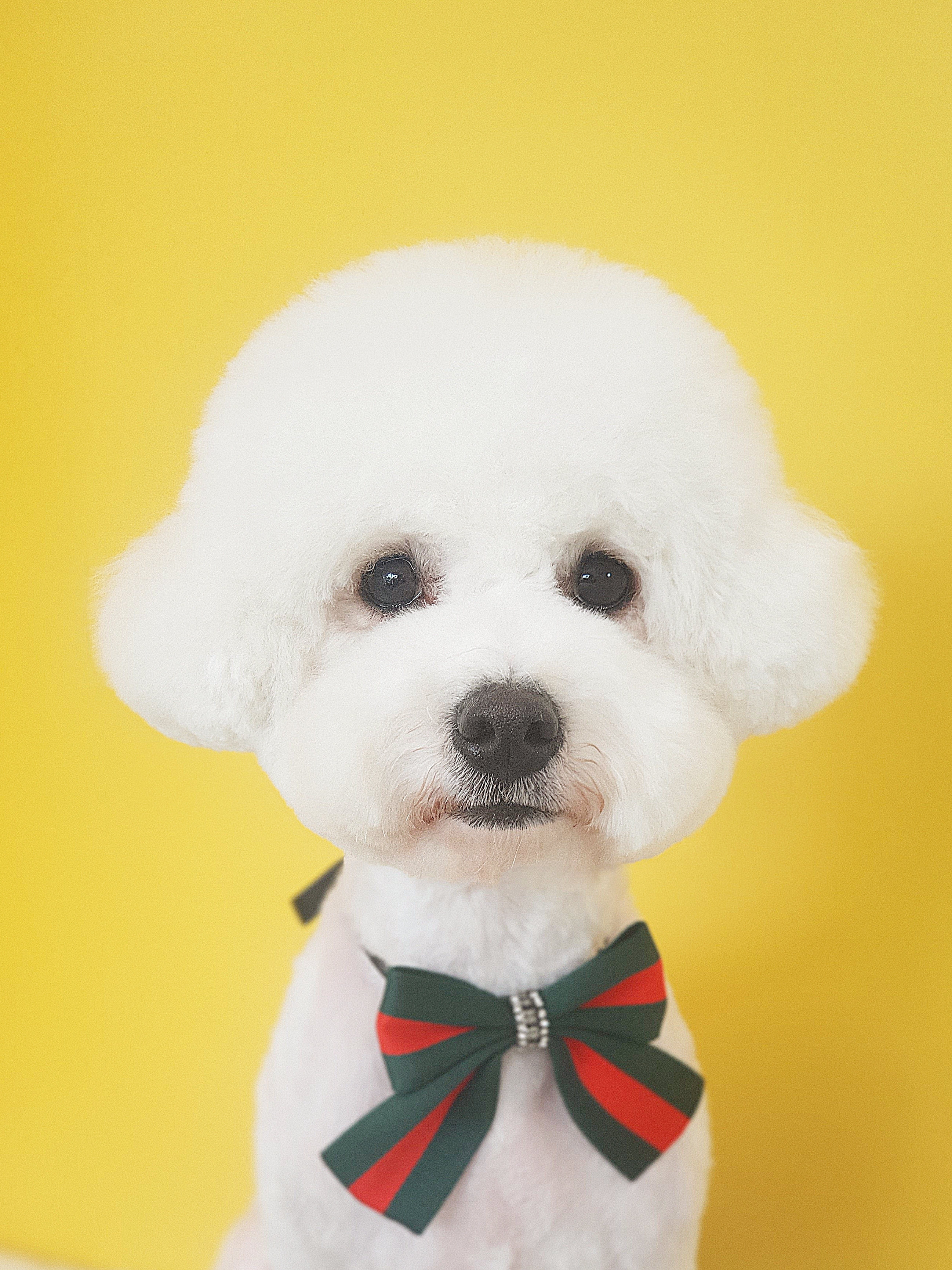 솔펫살롱 대표 이미지