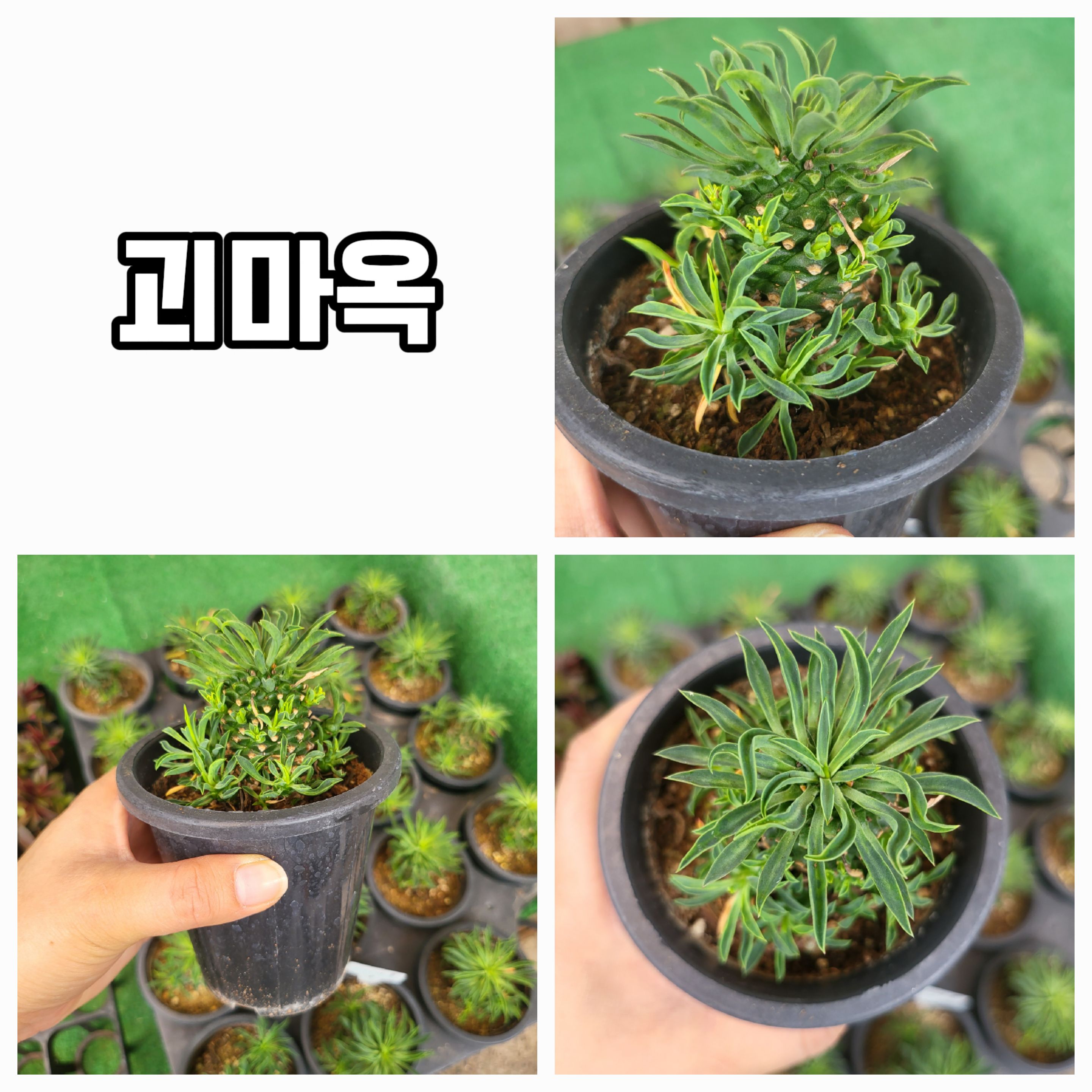 엉터리다육맘농원
