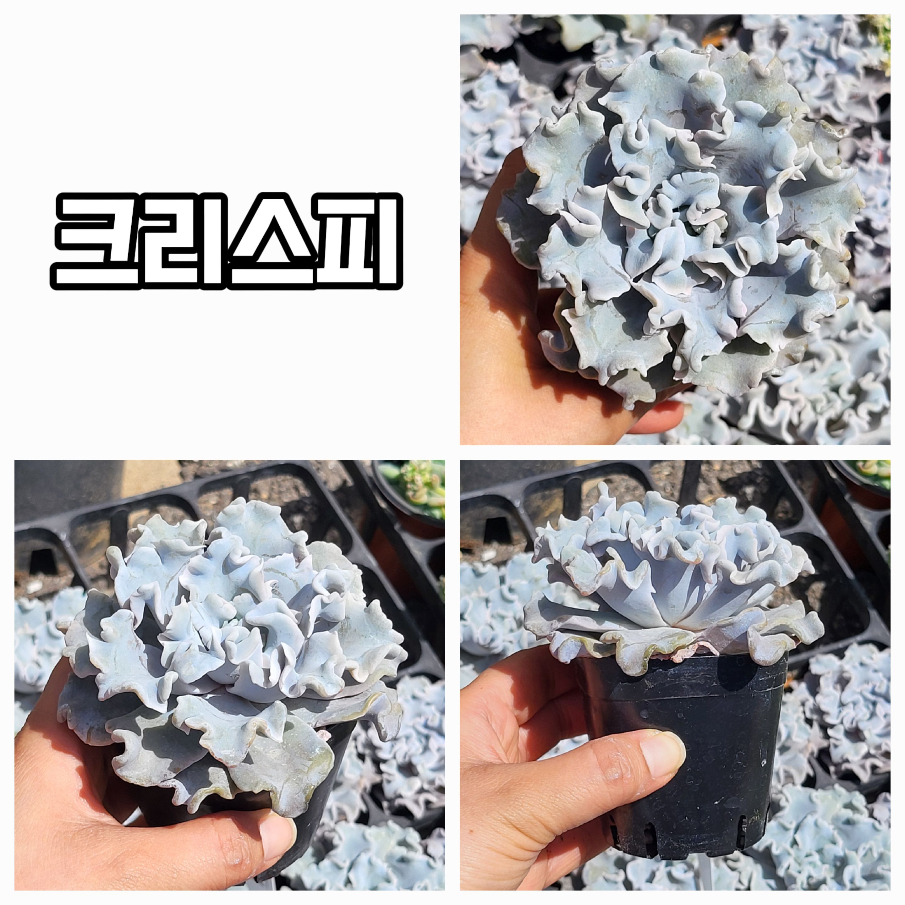 엉터리다육맘농원