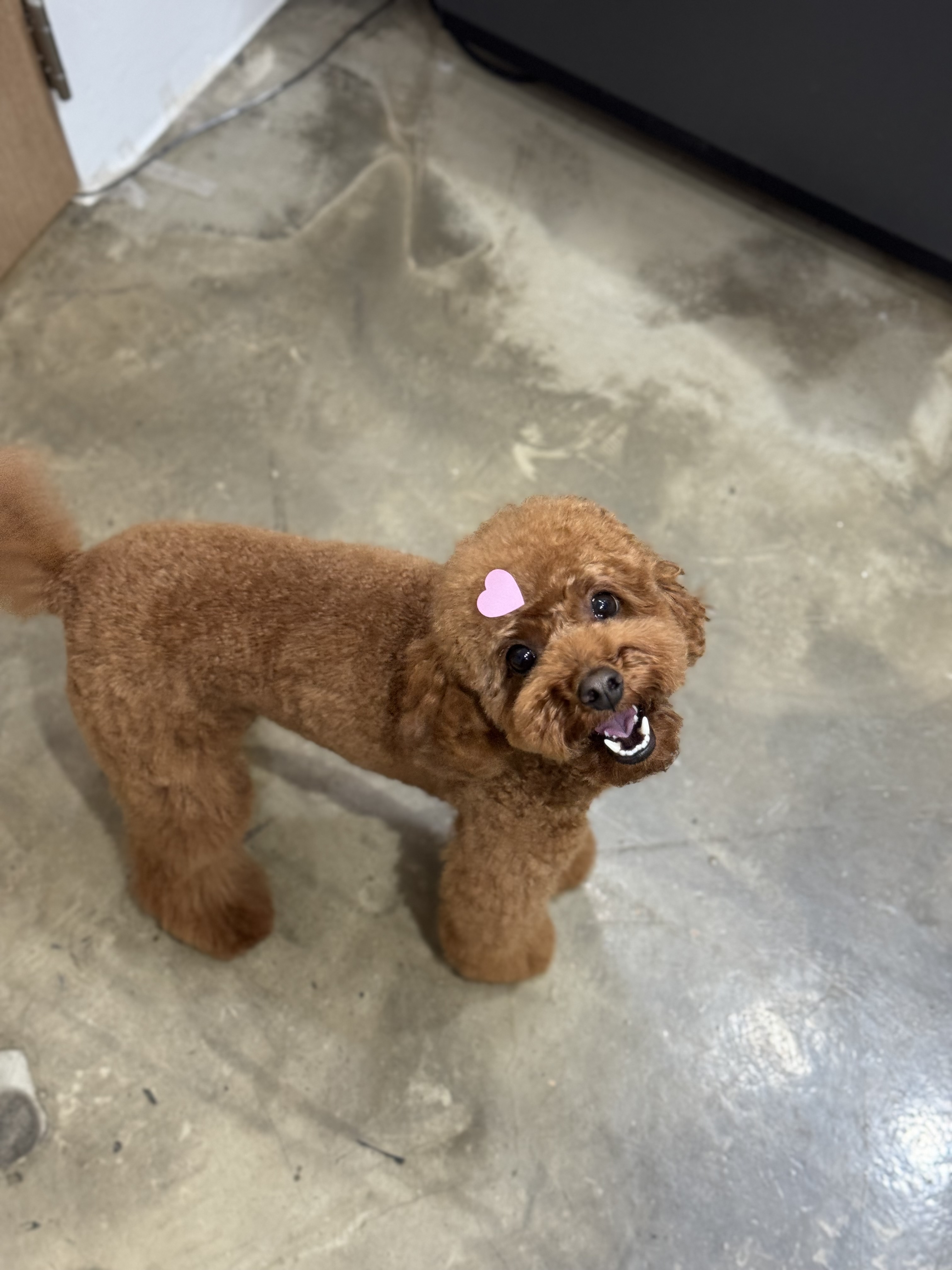 위위그루밍 대표 이미지