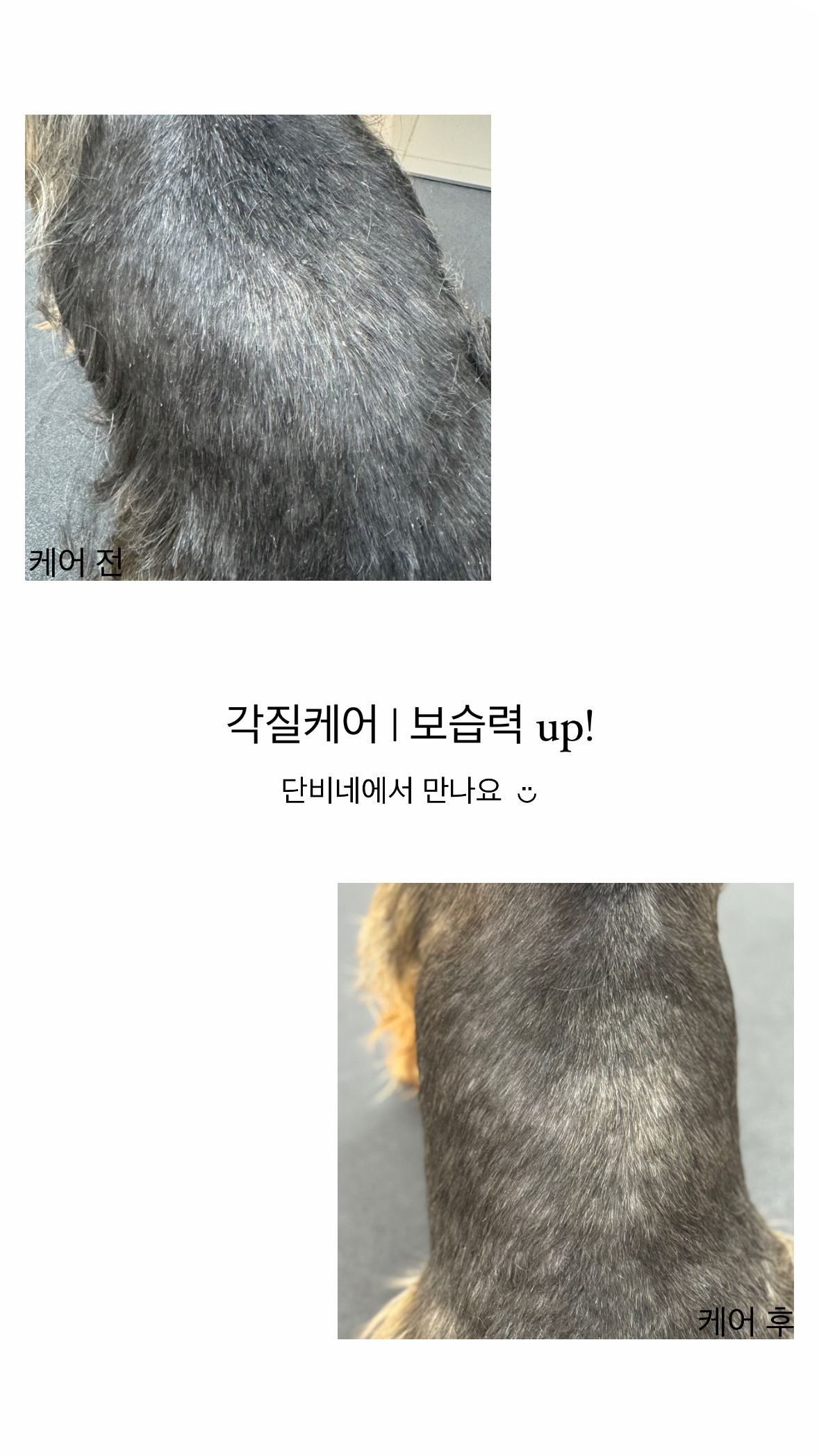 단비네애견미용실