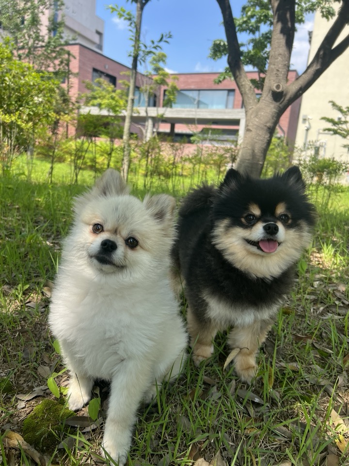 경남 사천시 애견용품 전문업체 추천 강아지용품 애완용품 애견용품점 반려동물용품점 펫인어스