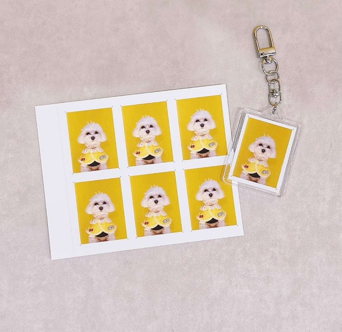 코기절미 대표 이미지