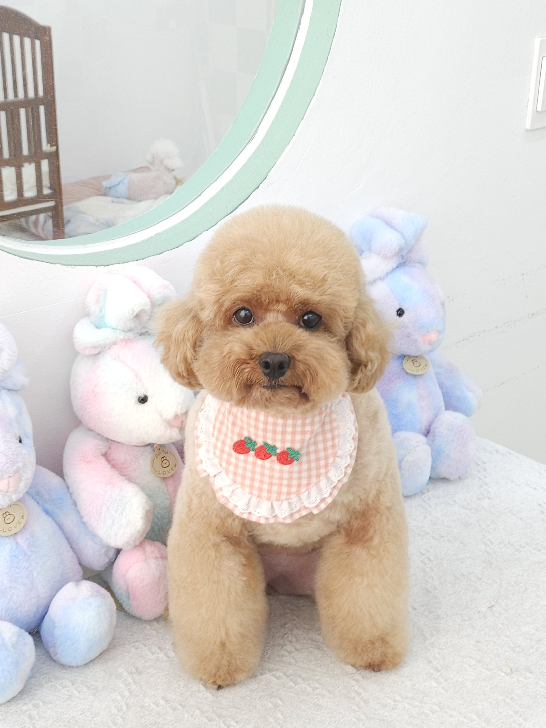 섬댕 강아지미용실 대표 이미지