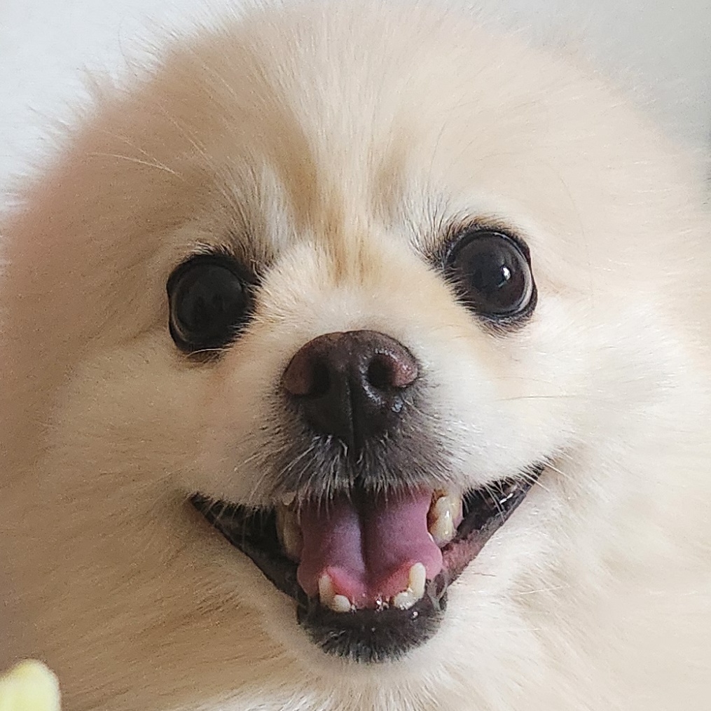 펫케아 반려동물 동반 애견카페
