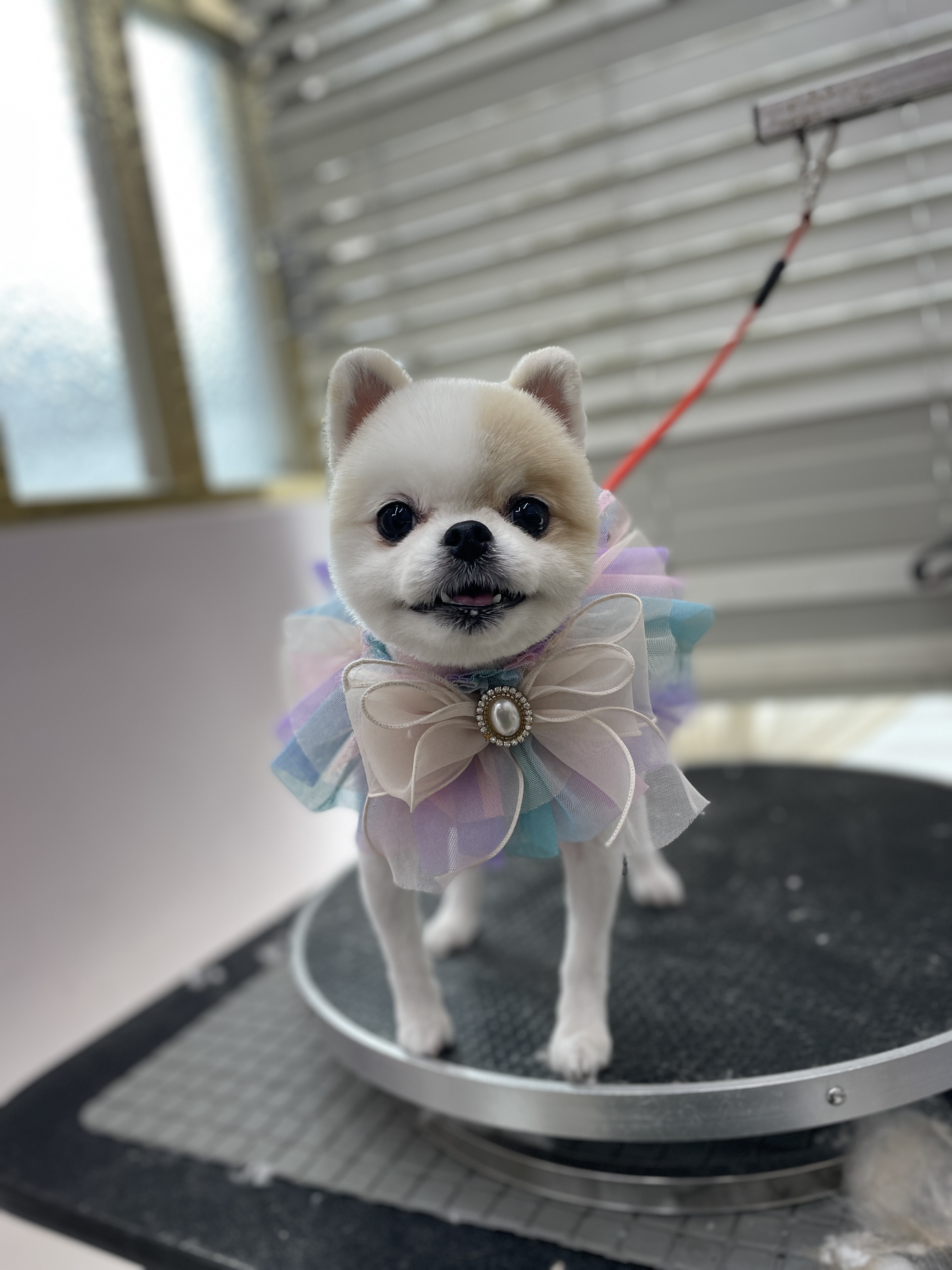 몽가펫 대표 이미지