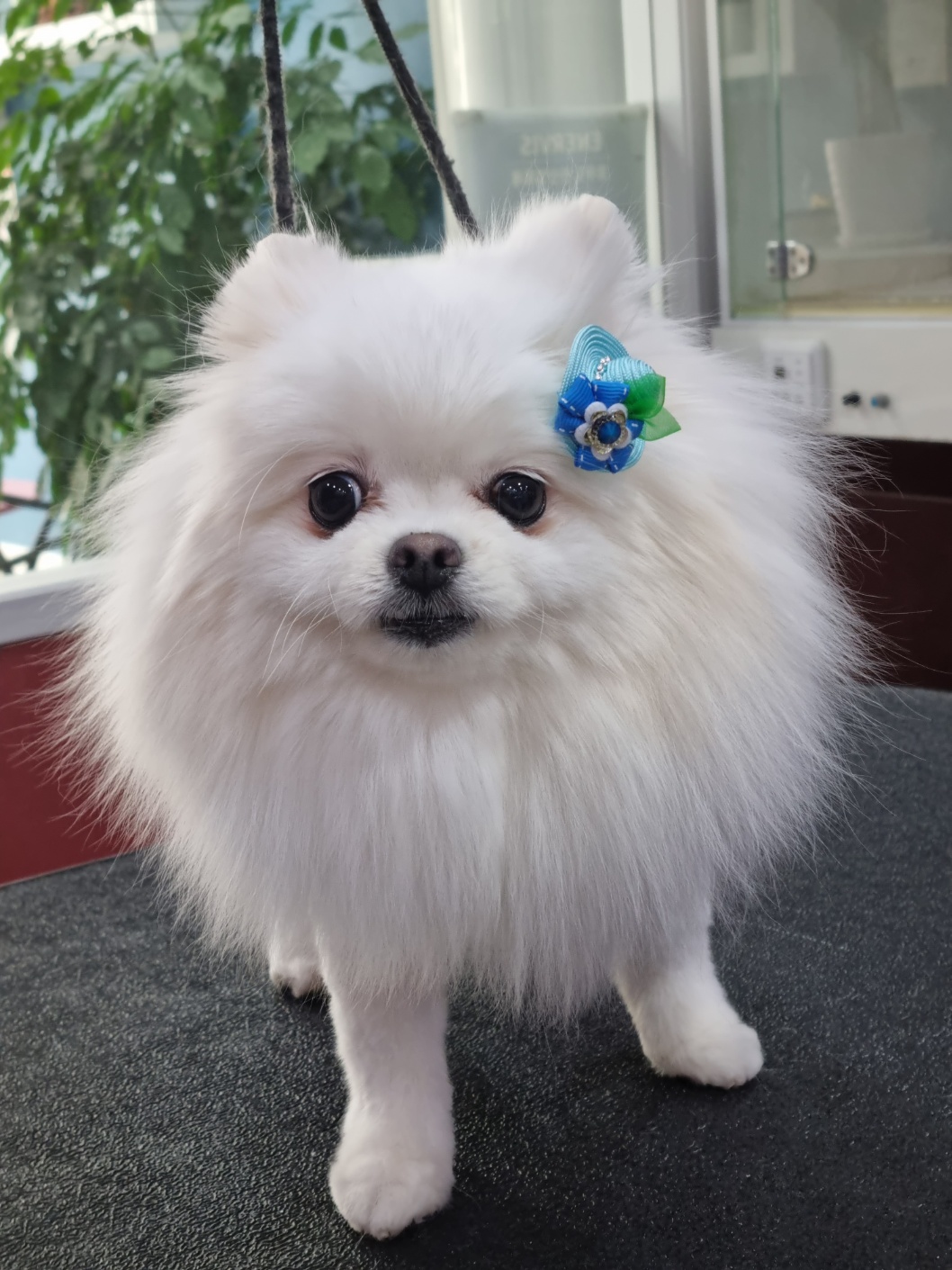 꼬리치랑개 애견호텔 고양이미용 대표 이미지