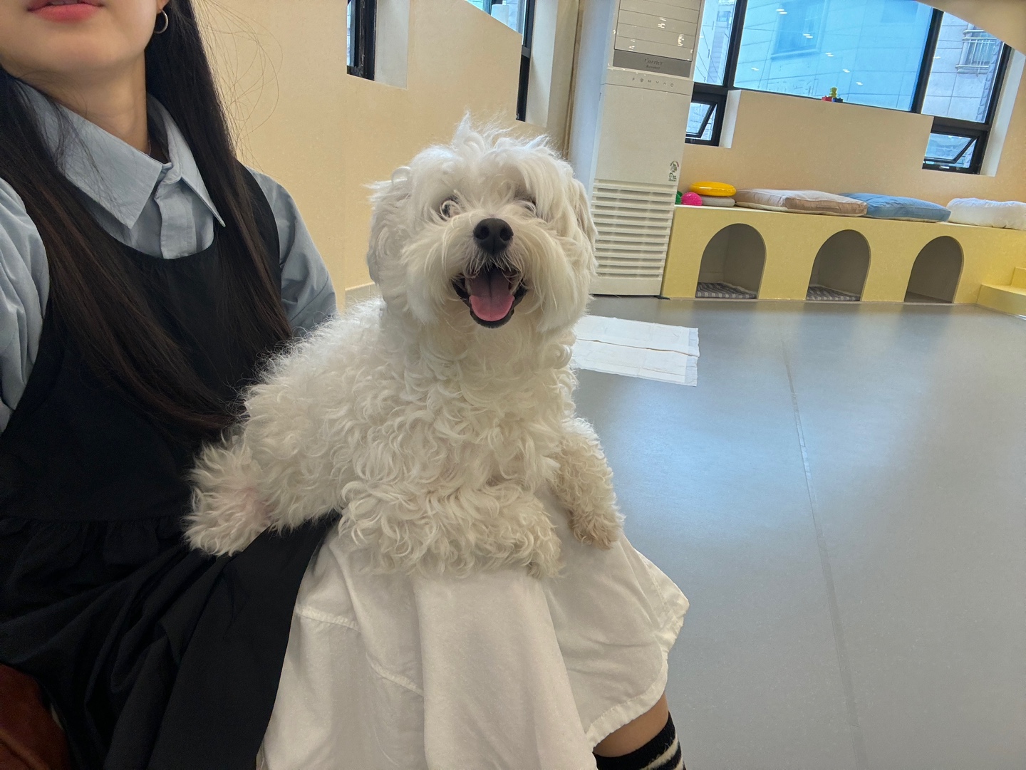 올어바웃도그 대표 이미지