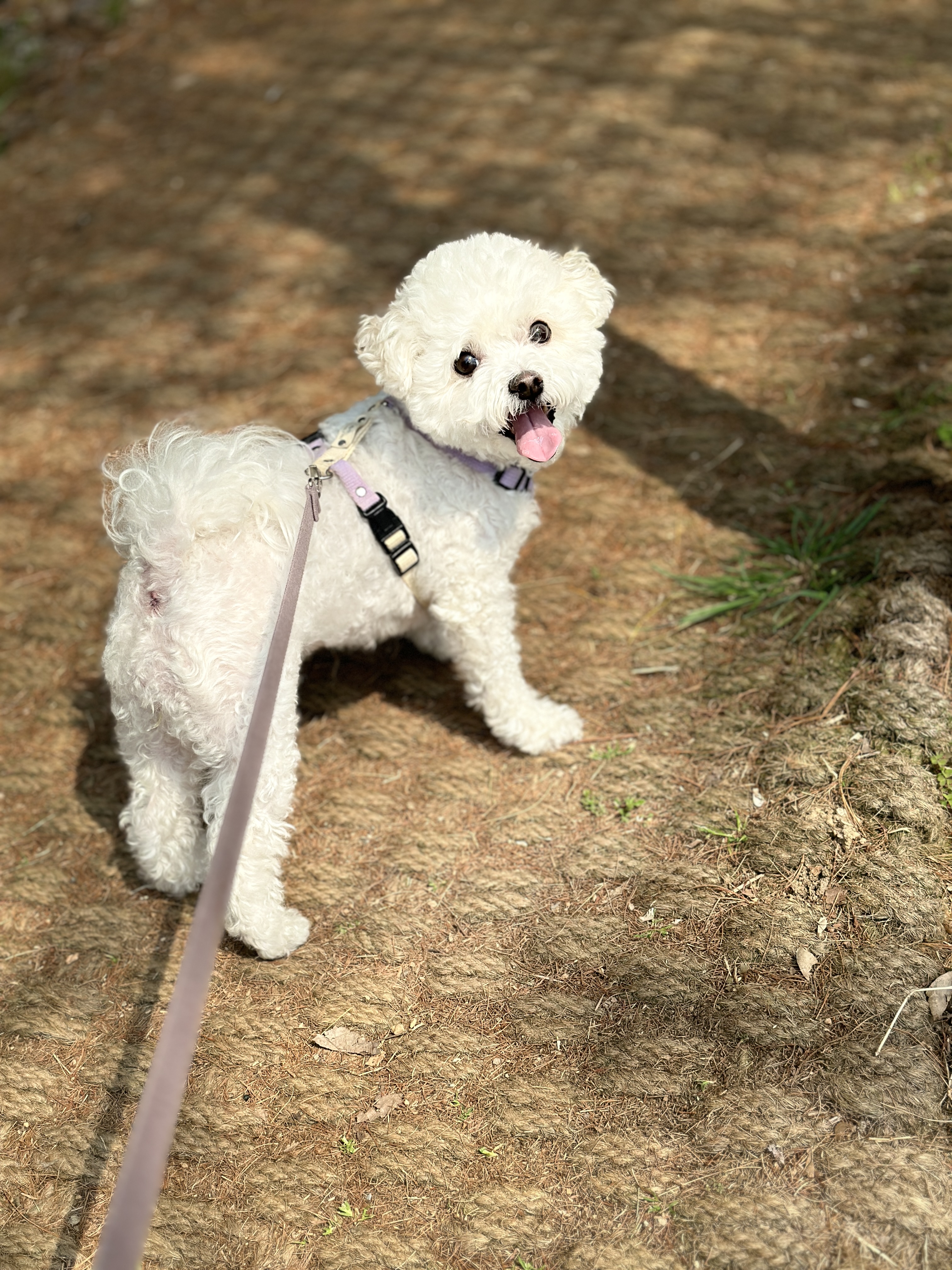 마주봄펫 대표 이미지