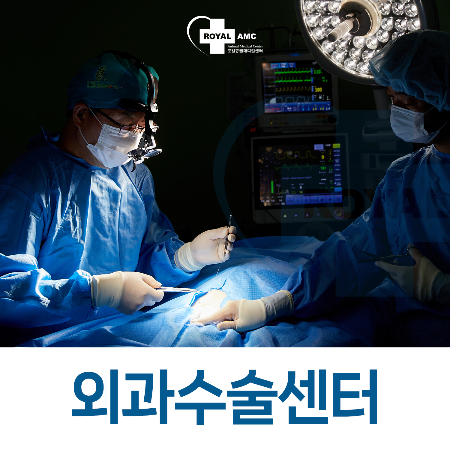 로얄동물암치료센터 대표 이미지