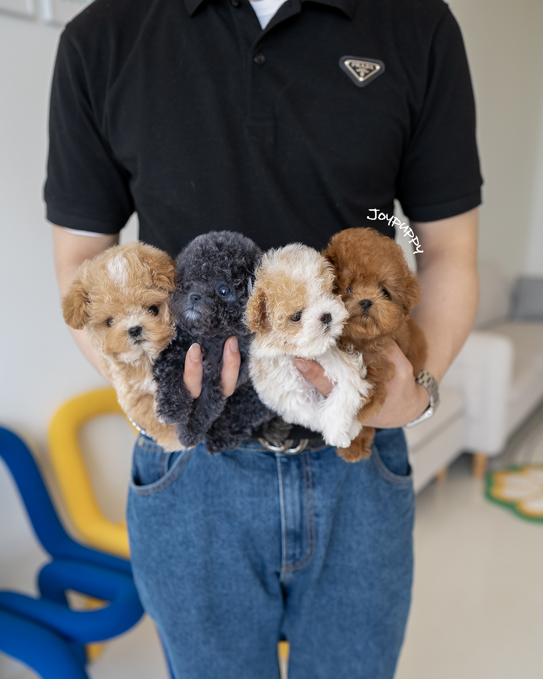 조이퍼피강아지분양