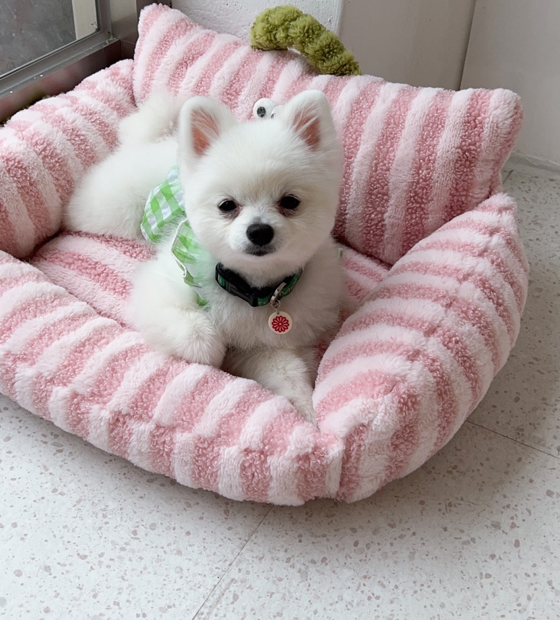 딸기애견미용실