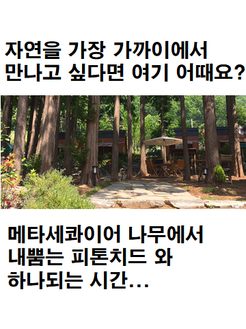 빅트리