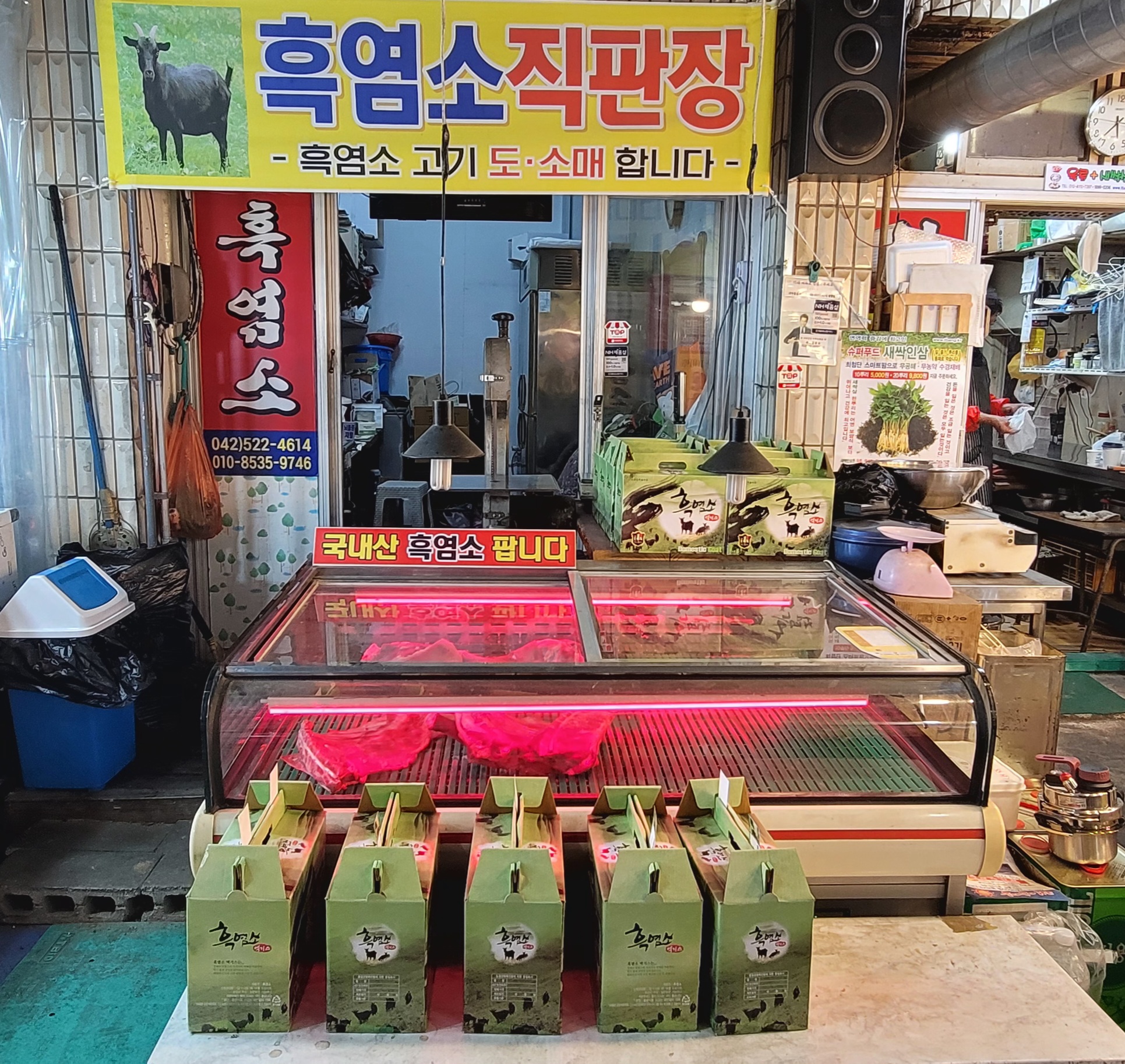 도마흑염소