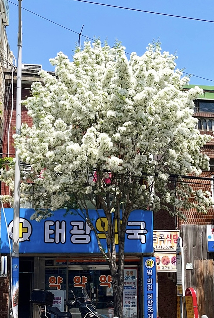 태광약국