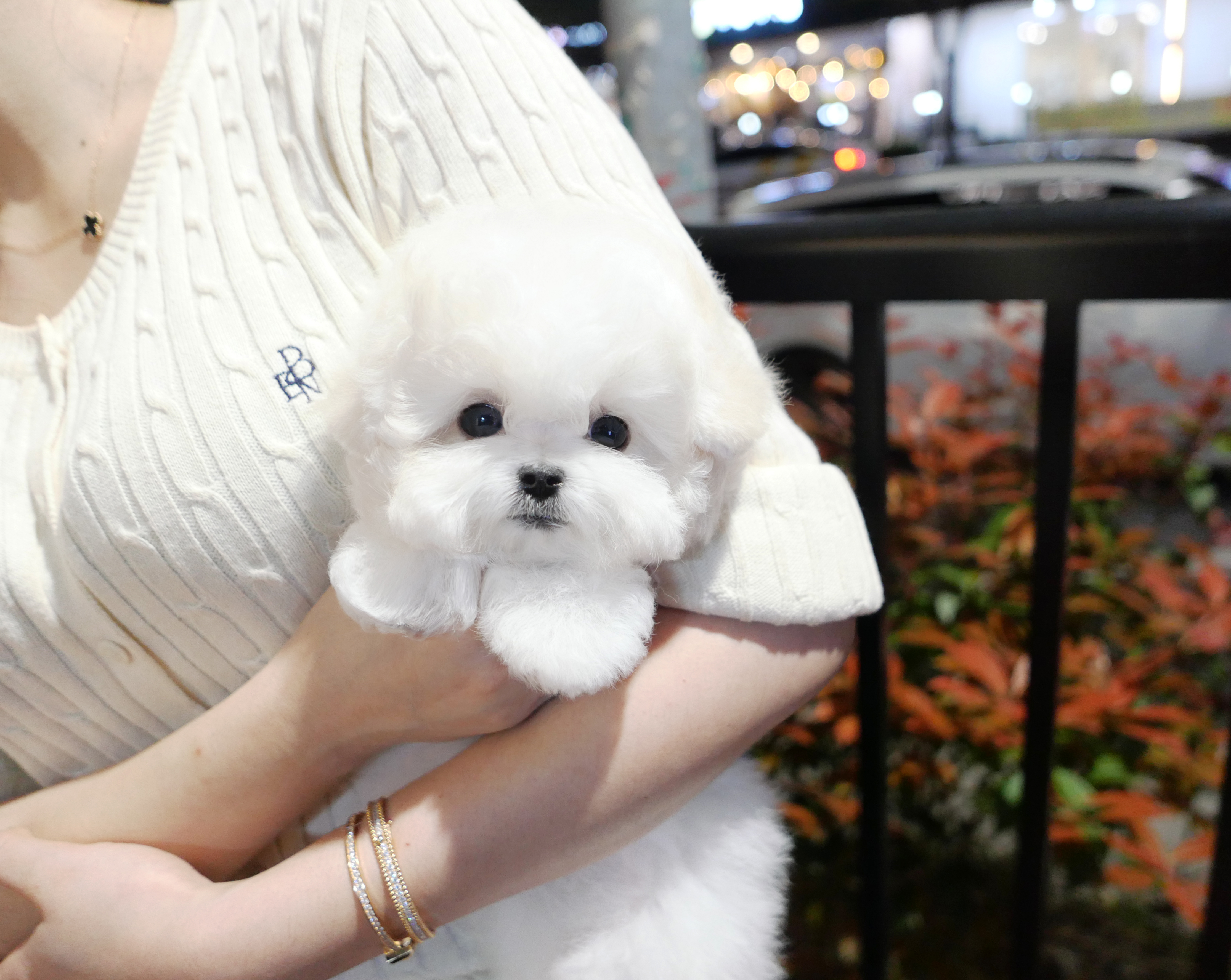 츄츄독리미티드 부산점