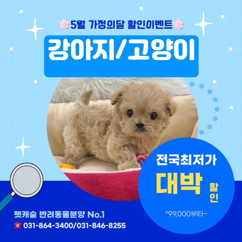 펫캐슬 강아지고양이분양 애견샵 의정부점