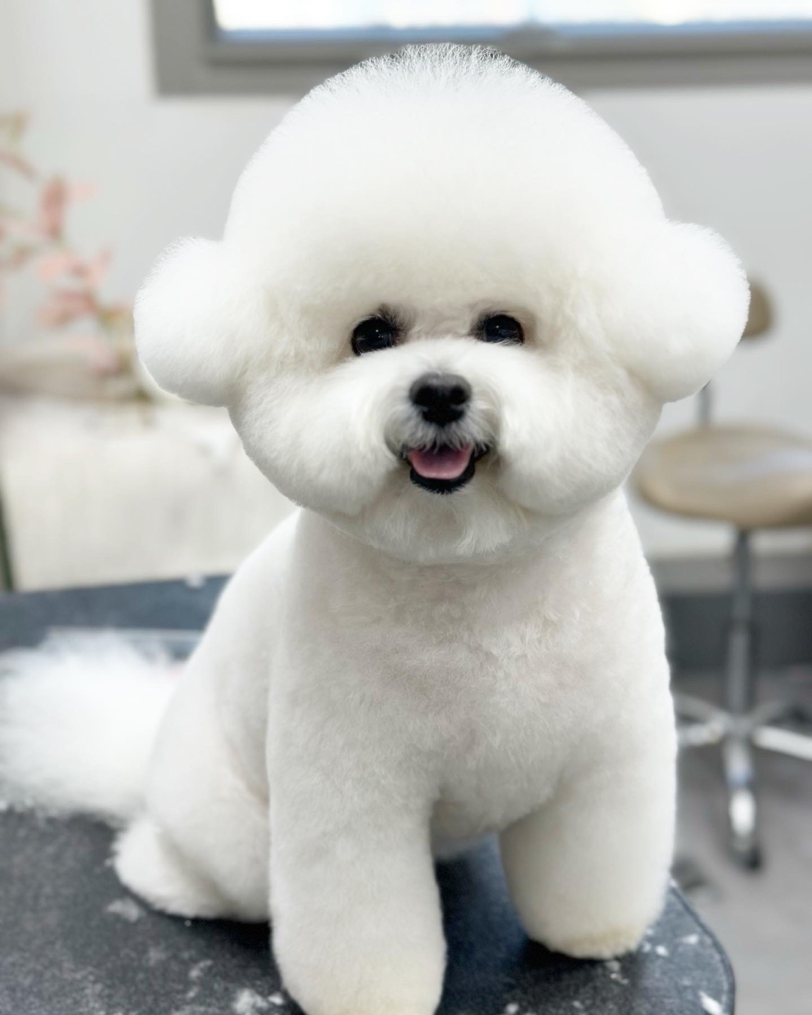바우라움 그루밍 대표 이미지