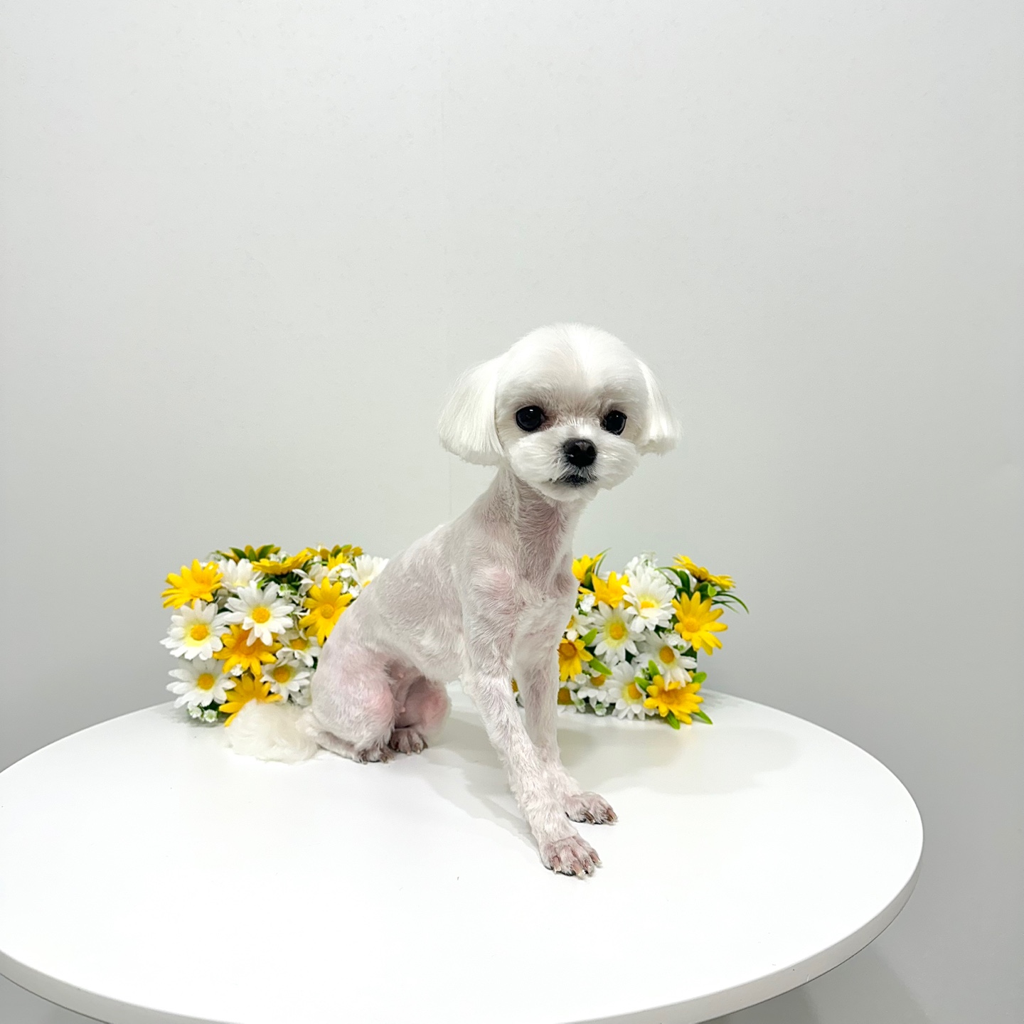 홀리몰리살롱 대표 이미지