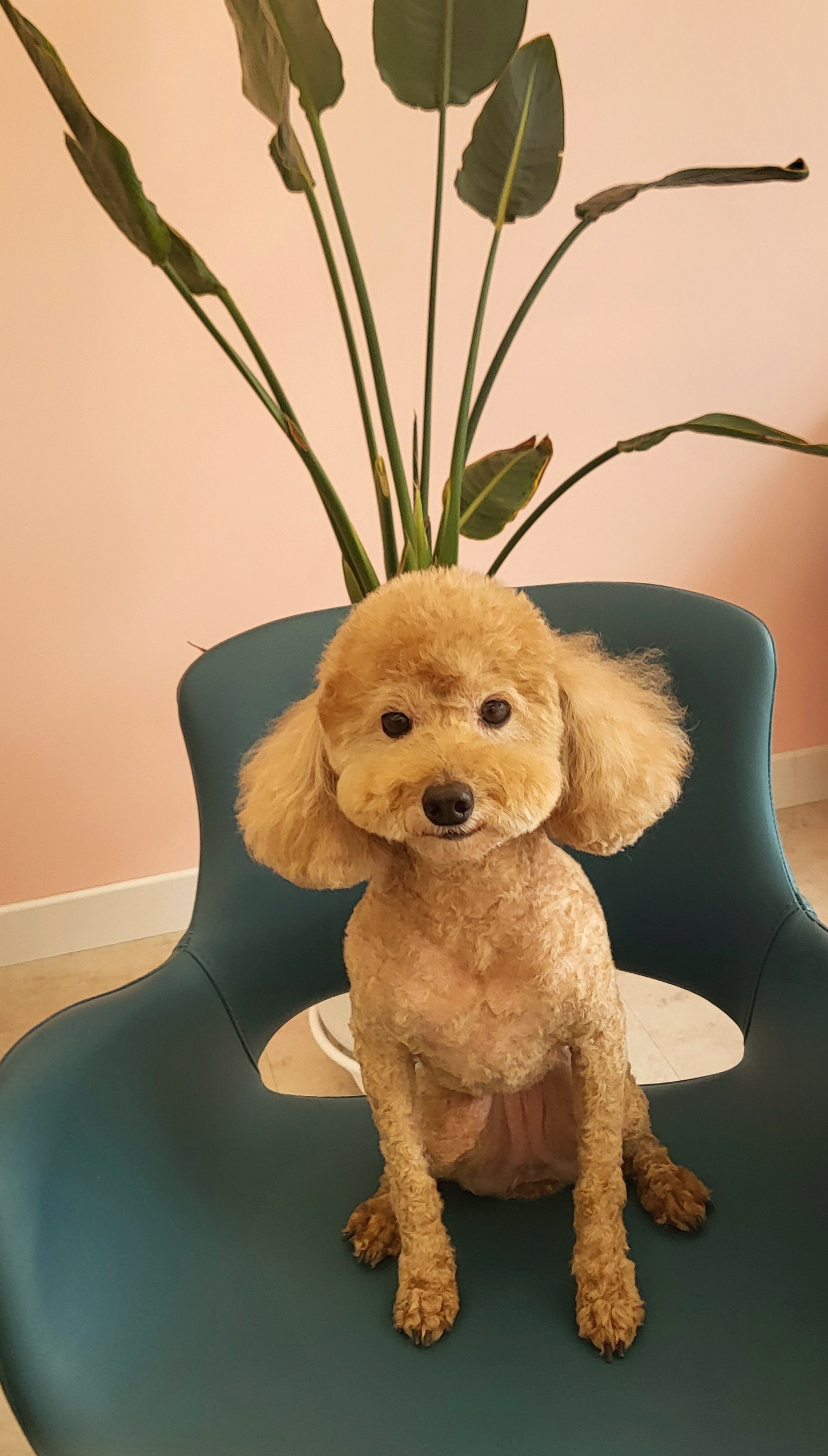 코코살롱