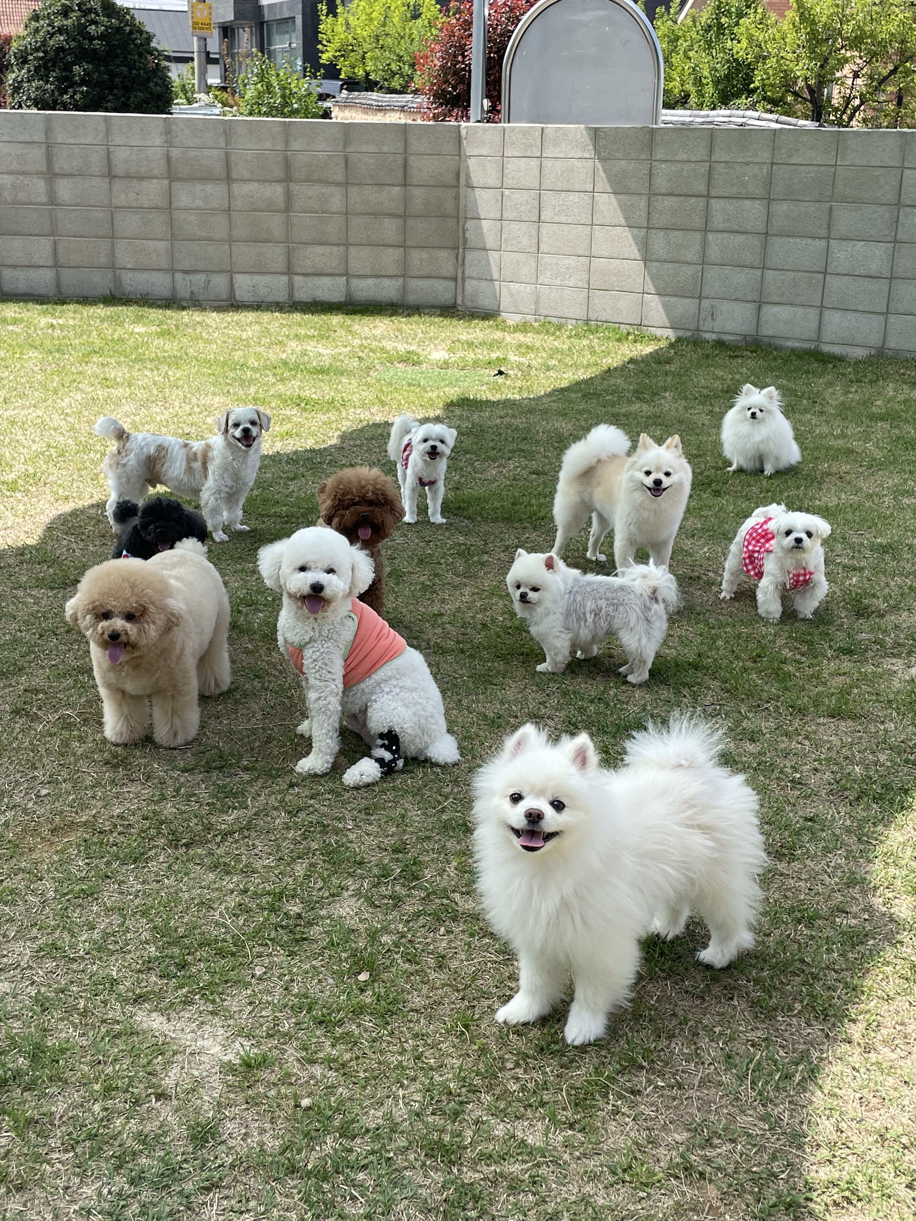 딩가댕댕