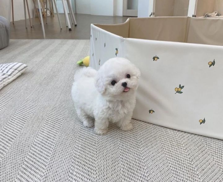 시원애견 부산명지점
