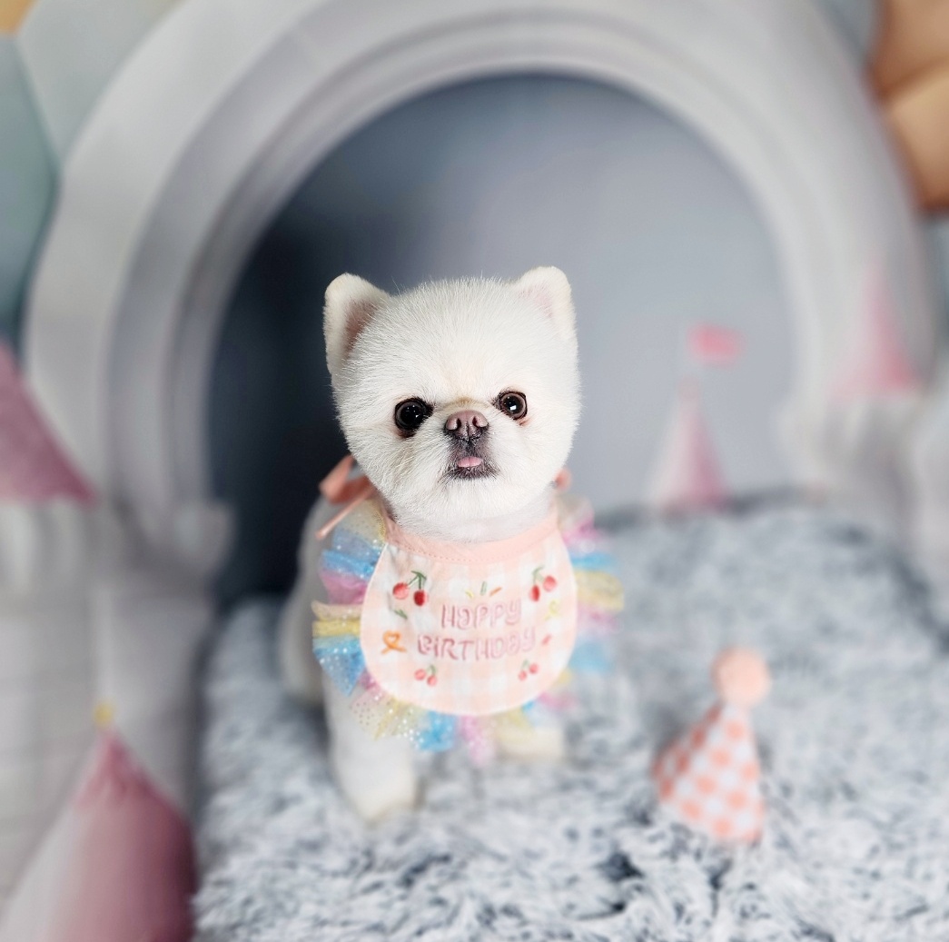 강아지집미용실