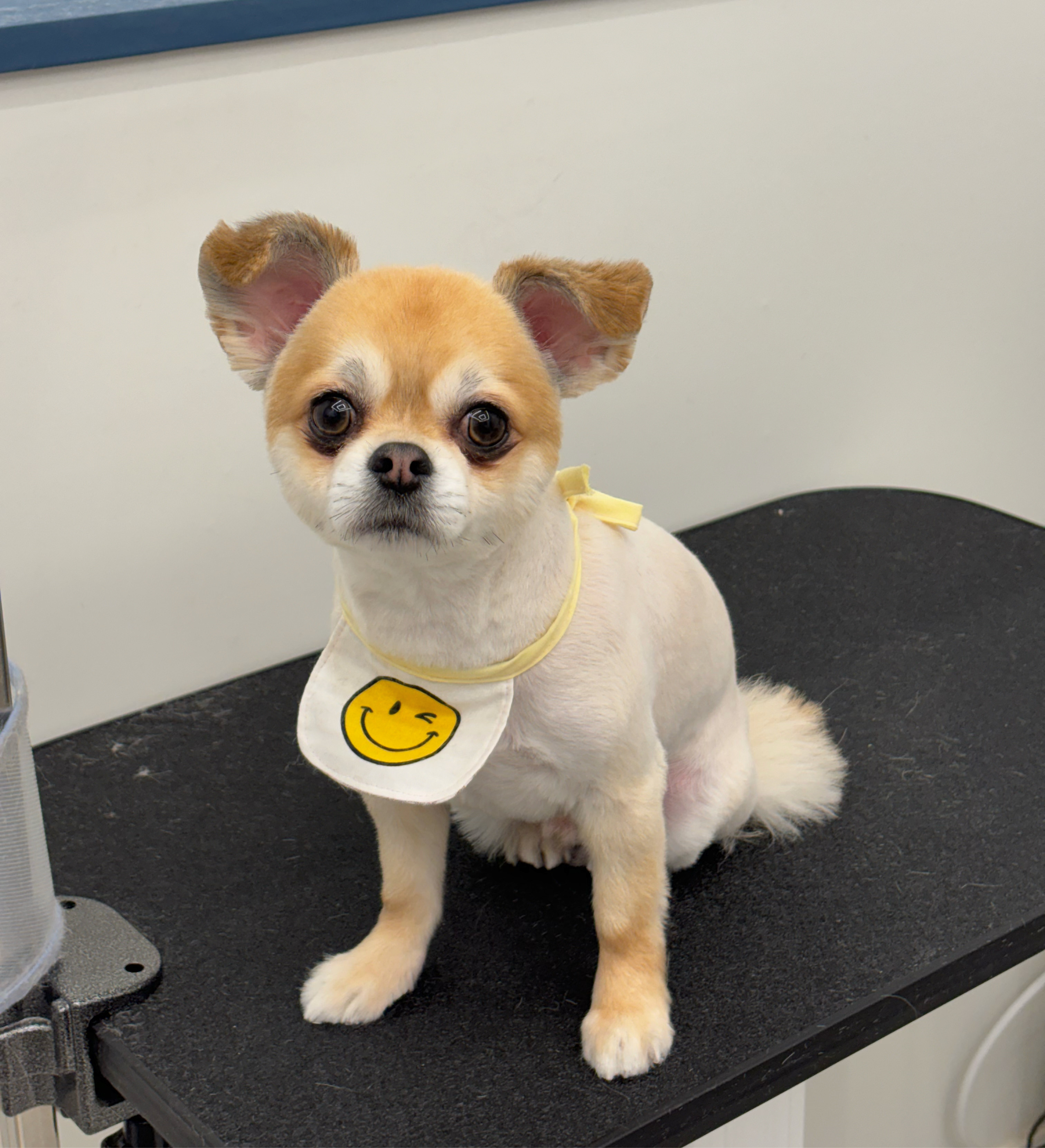 댕묭실 대표 이미지