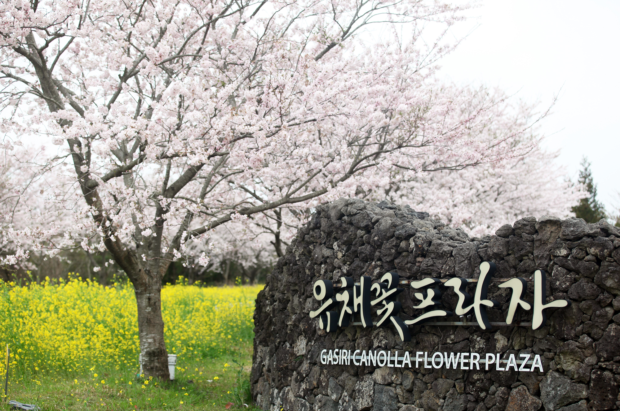 유채꽃프라자 카페&스테이