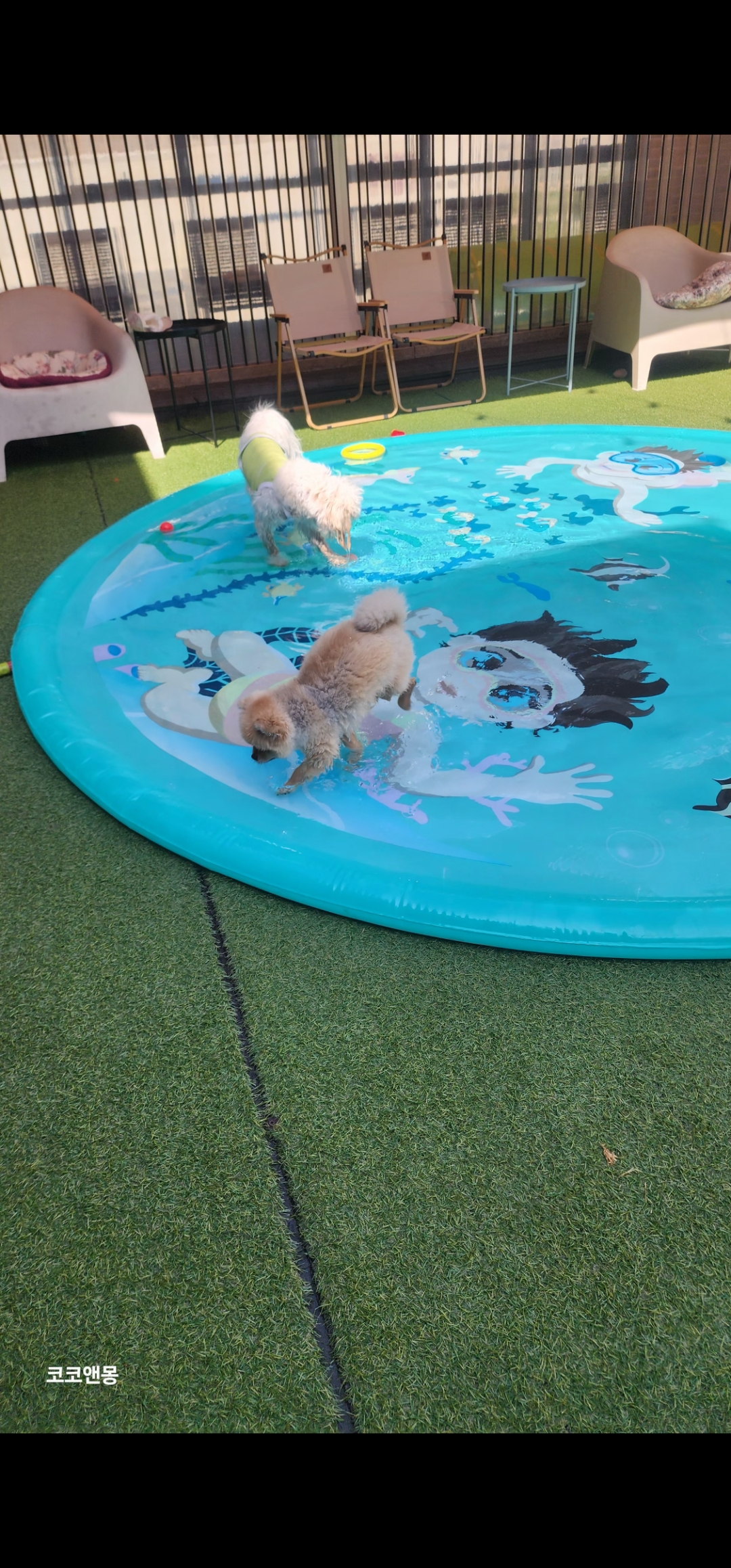 코코앤몽 펫카페 대표 이미지