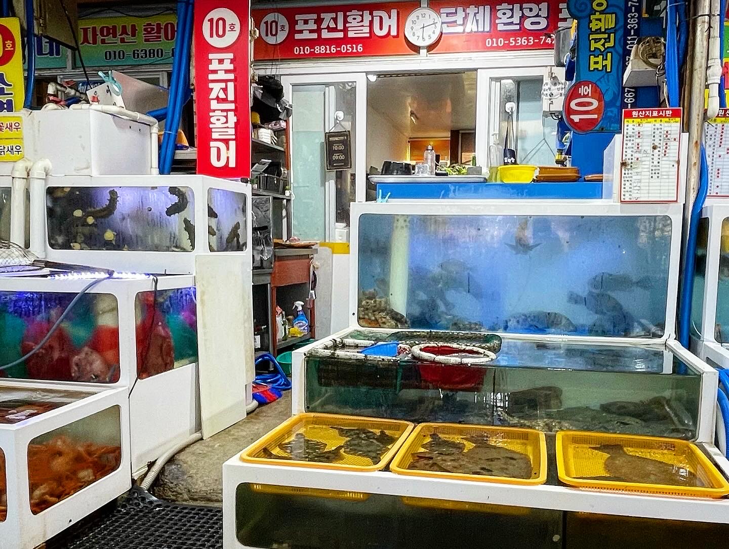 설악항10호 포진활어