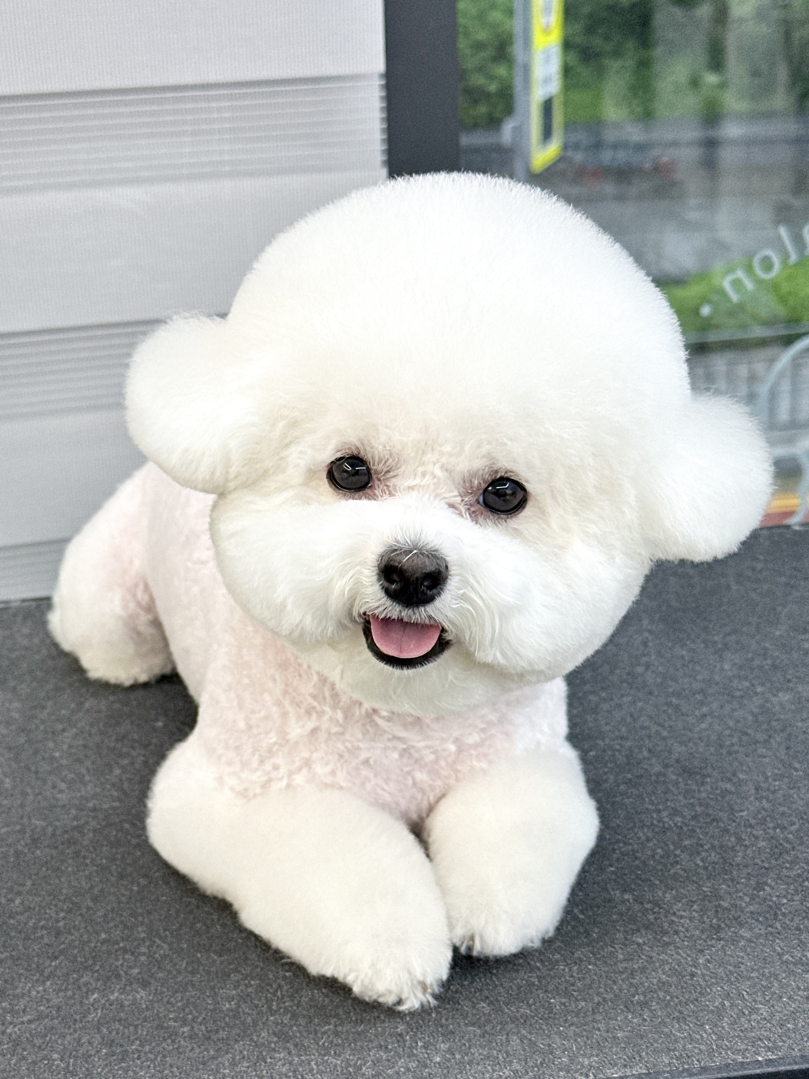밍그루밍 애견미용실
