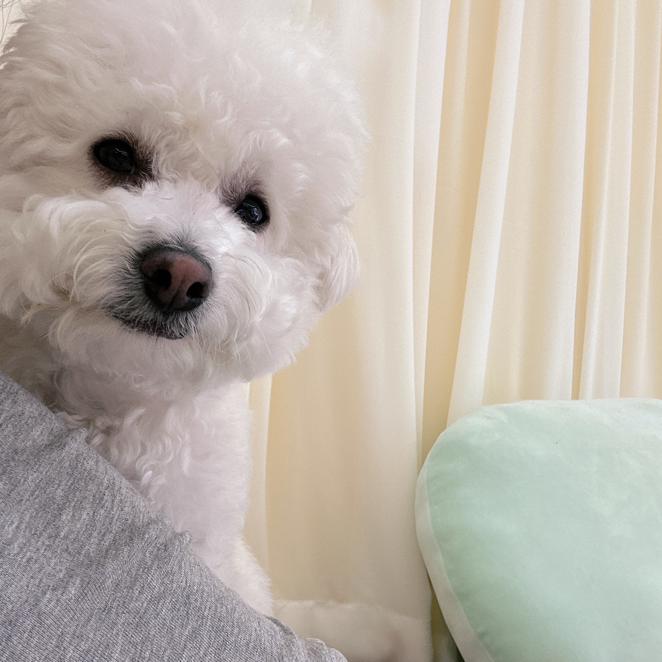 진목카페 반려동물 동반 애견카페