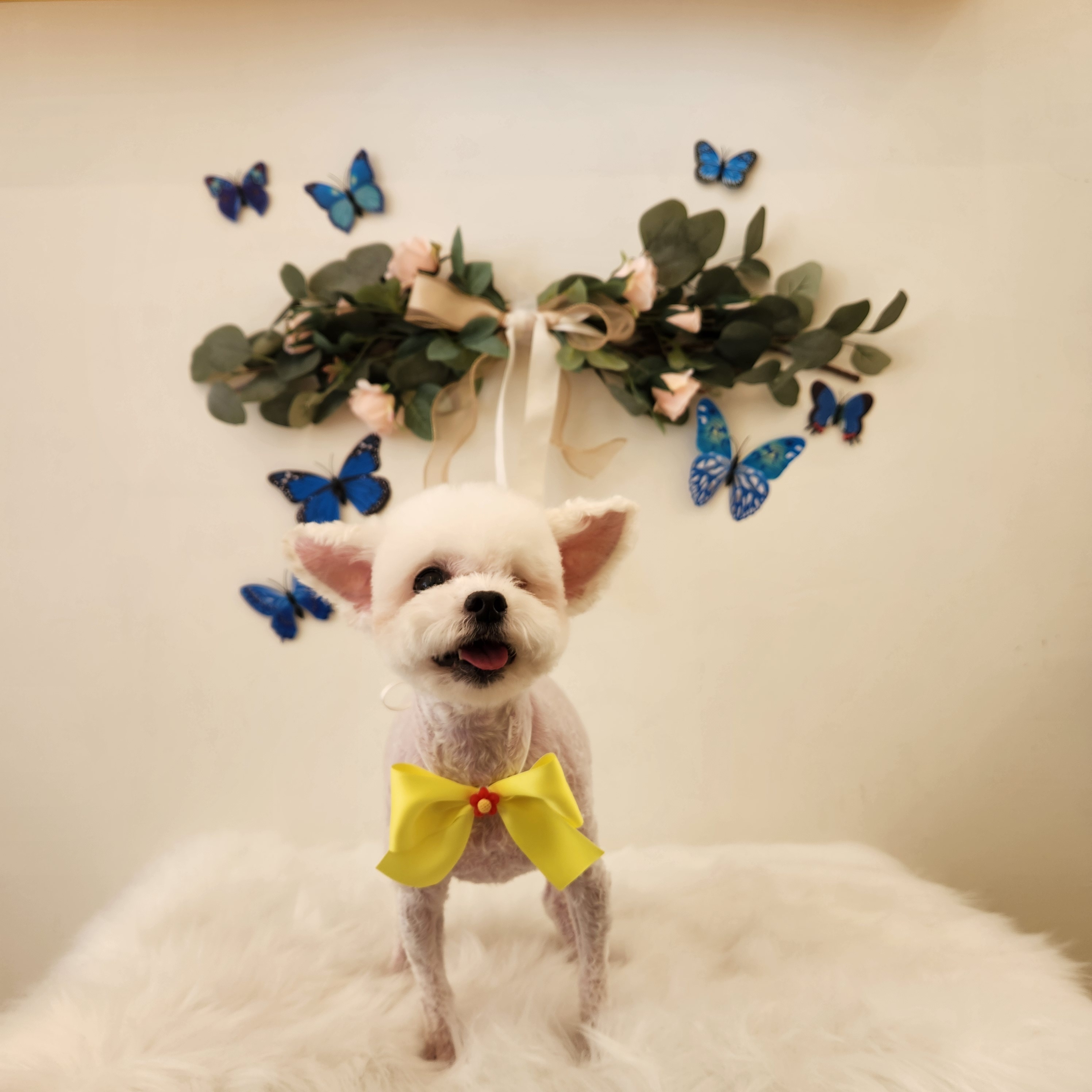 샤인몽스 애견미용 대표 이미지