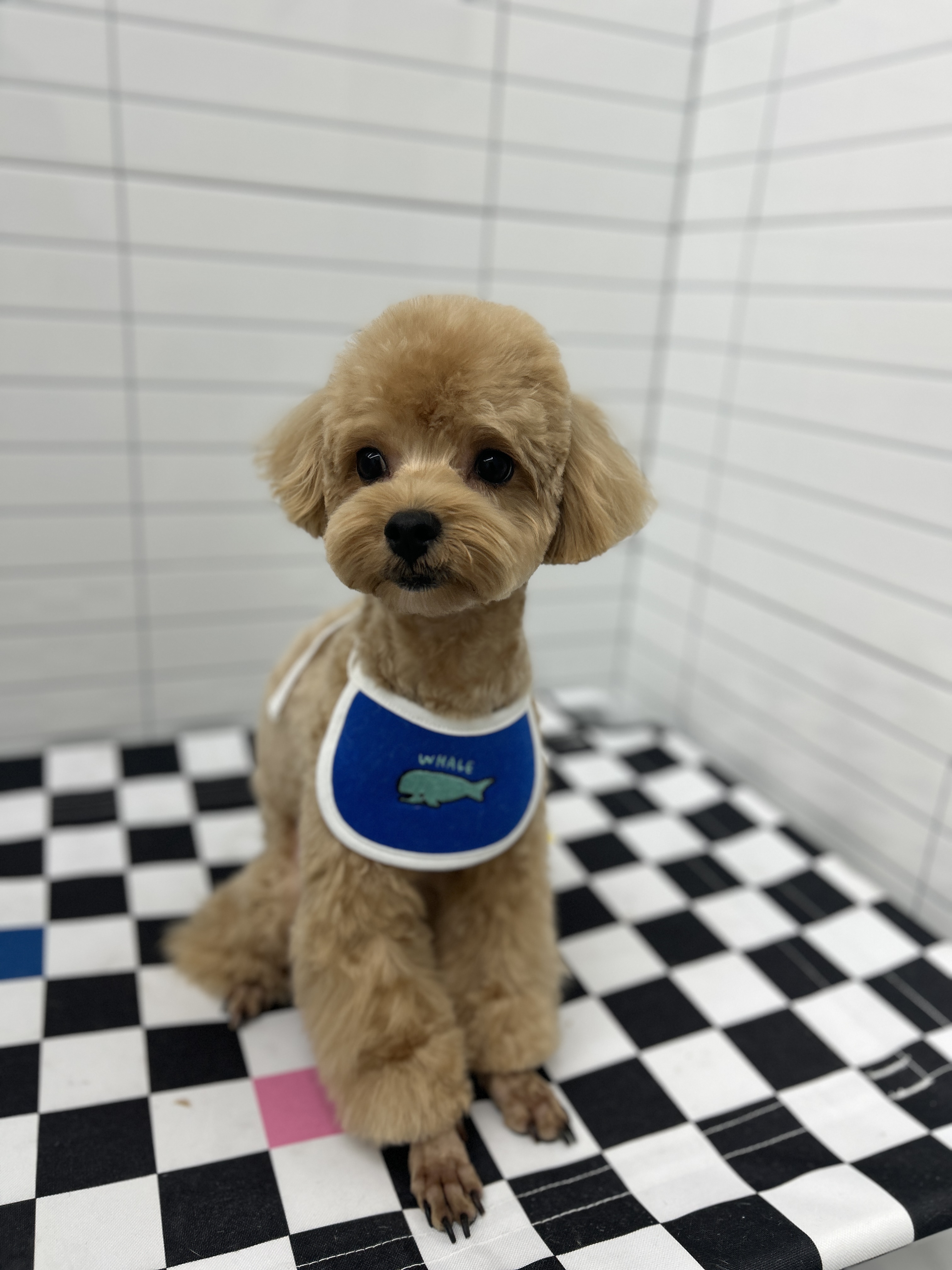 멍.슈슈 대표 이미지