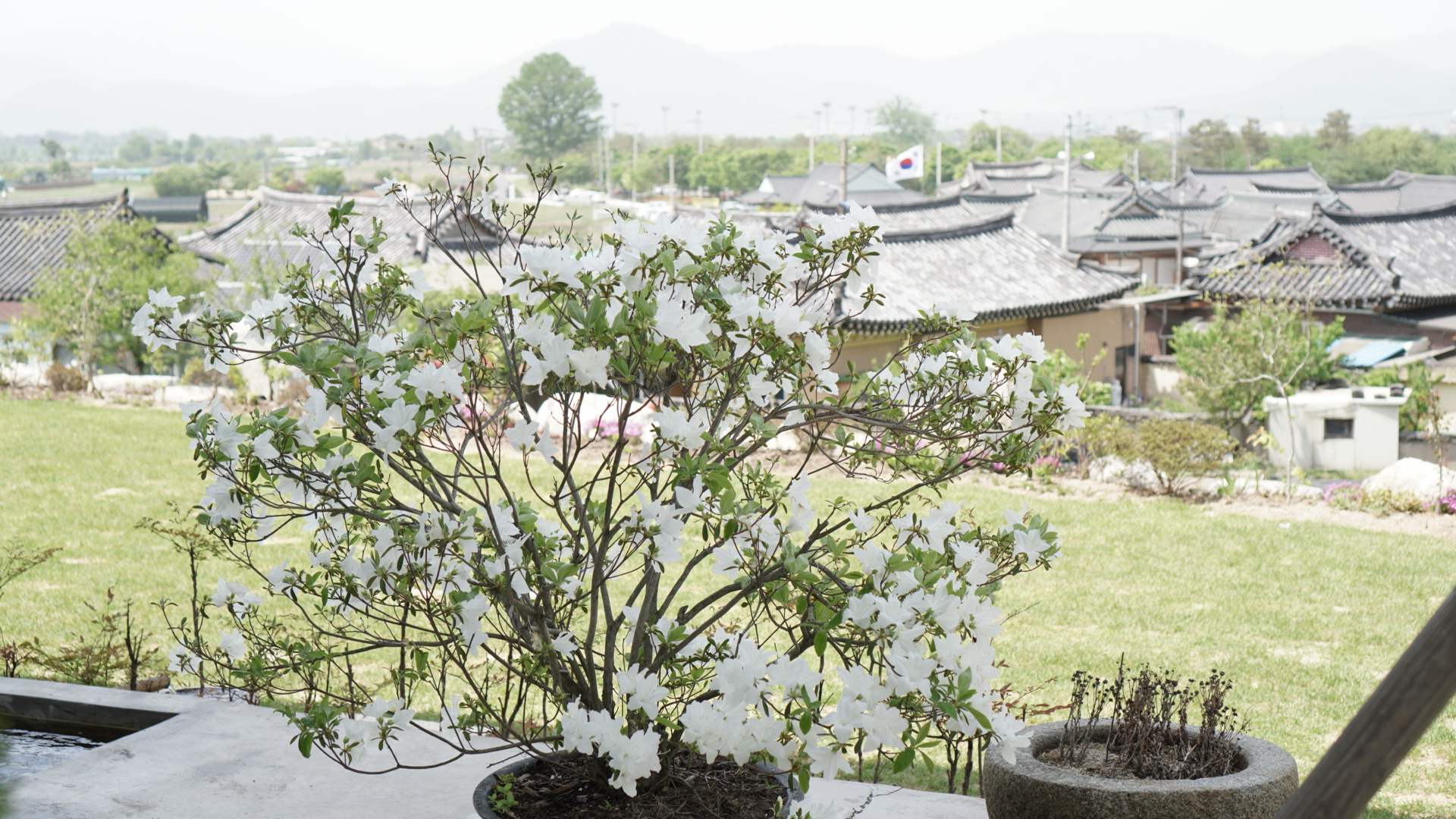 센트레