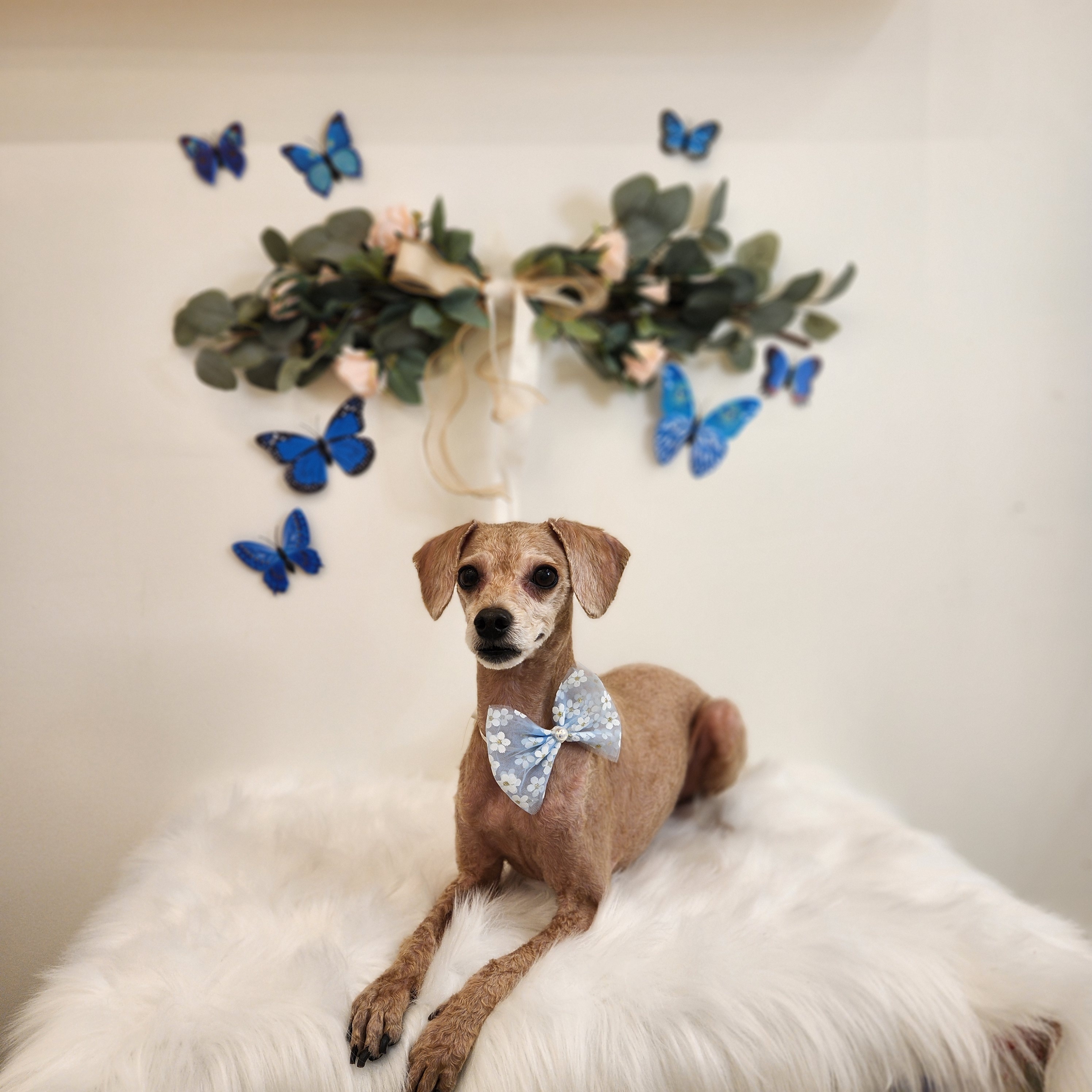 샤인몽스 애견미용 대표 이미지