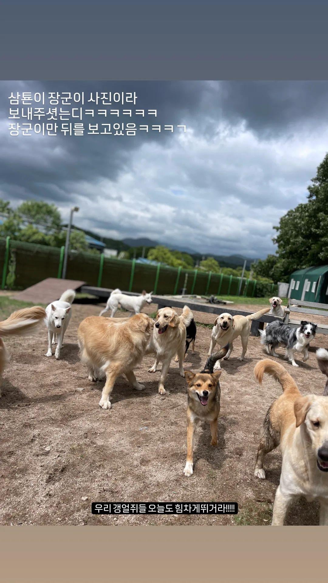 도기하우스 애견 유치원 호텔 울산 대형견 대표 이미지