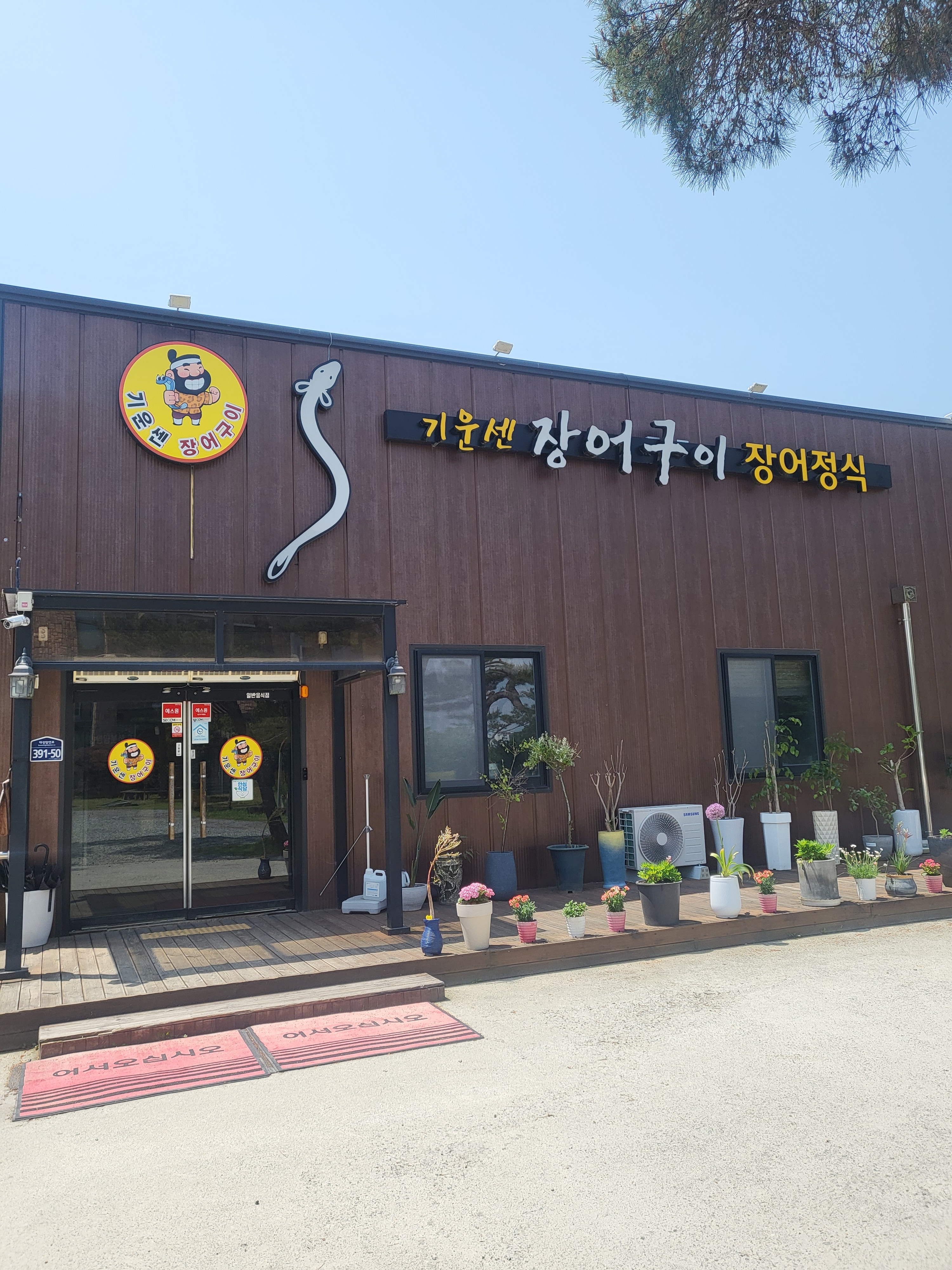 기운쎈장어