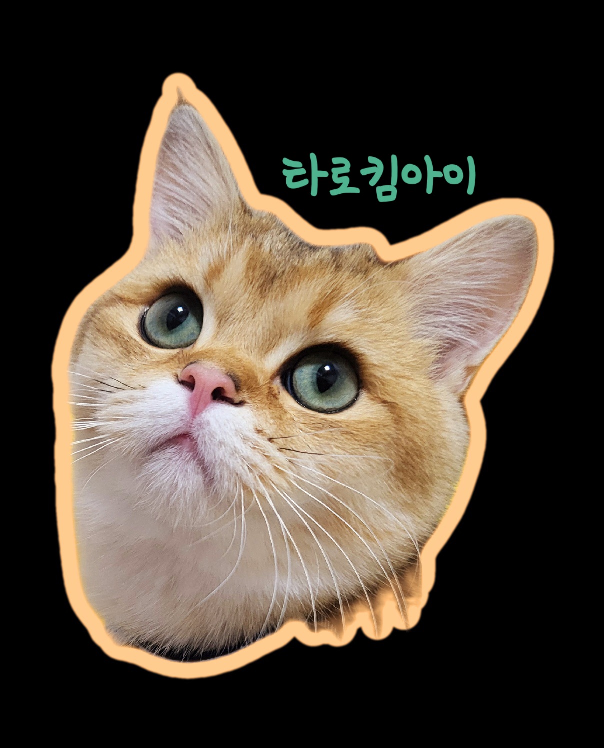 타로킴아이