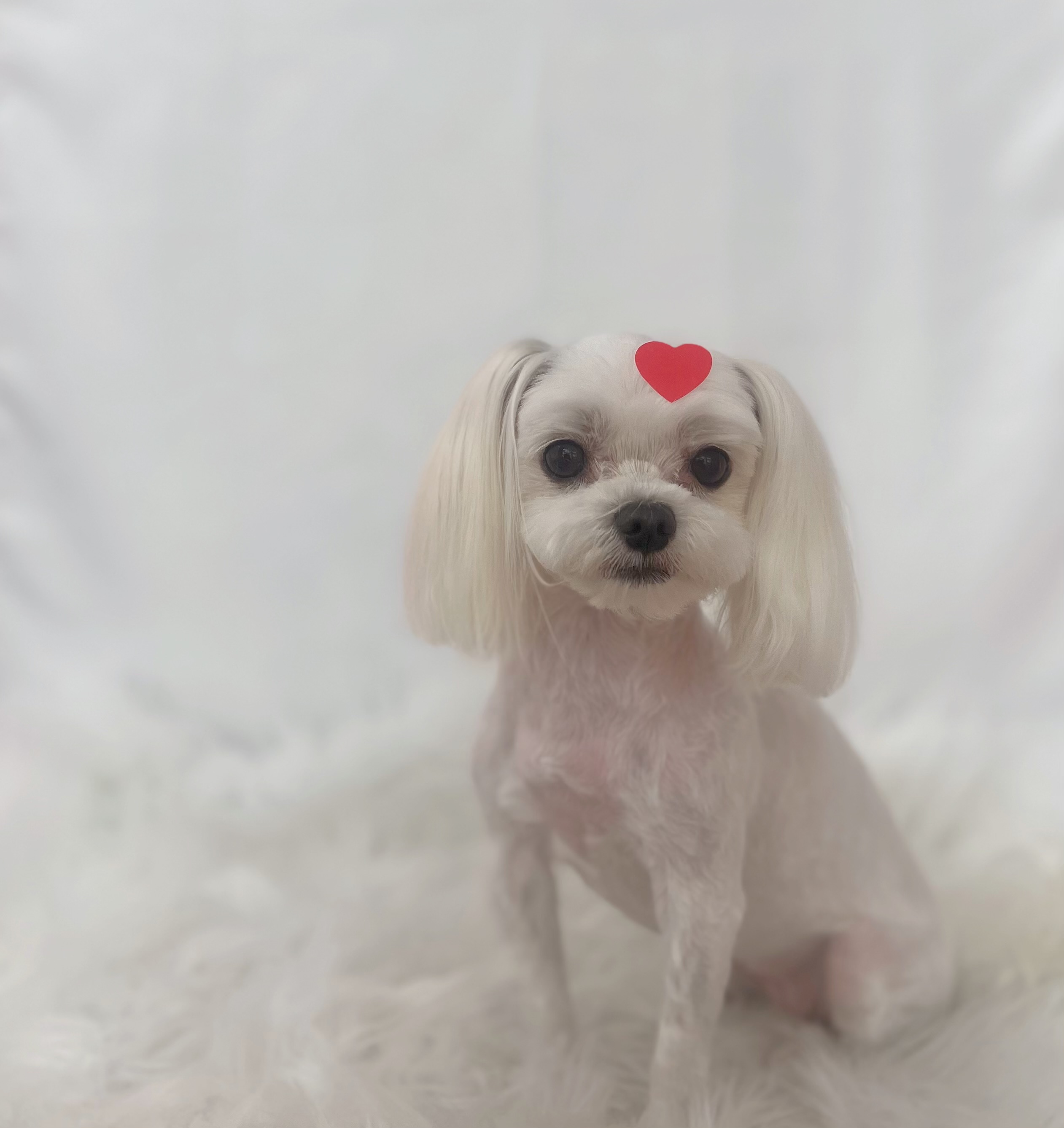 멍이살롱 대표 이미지