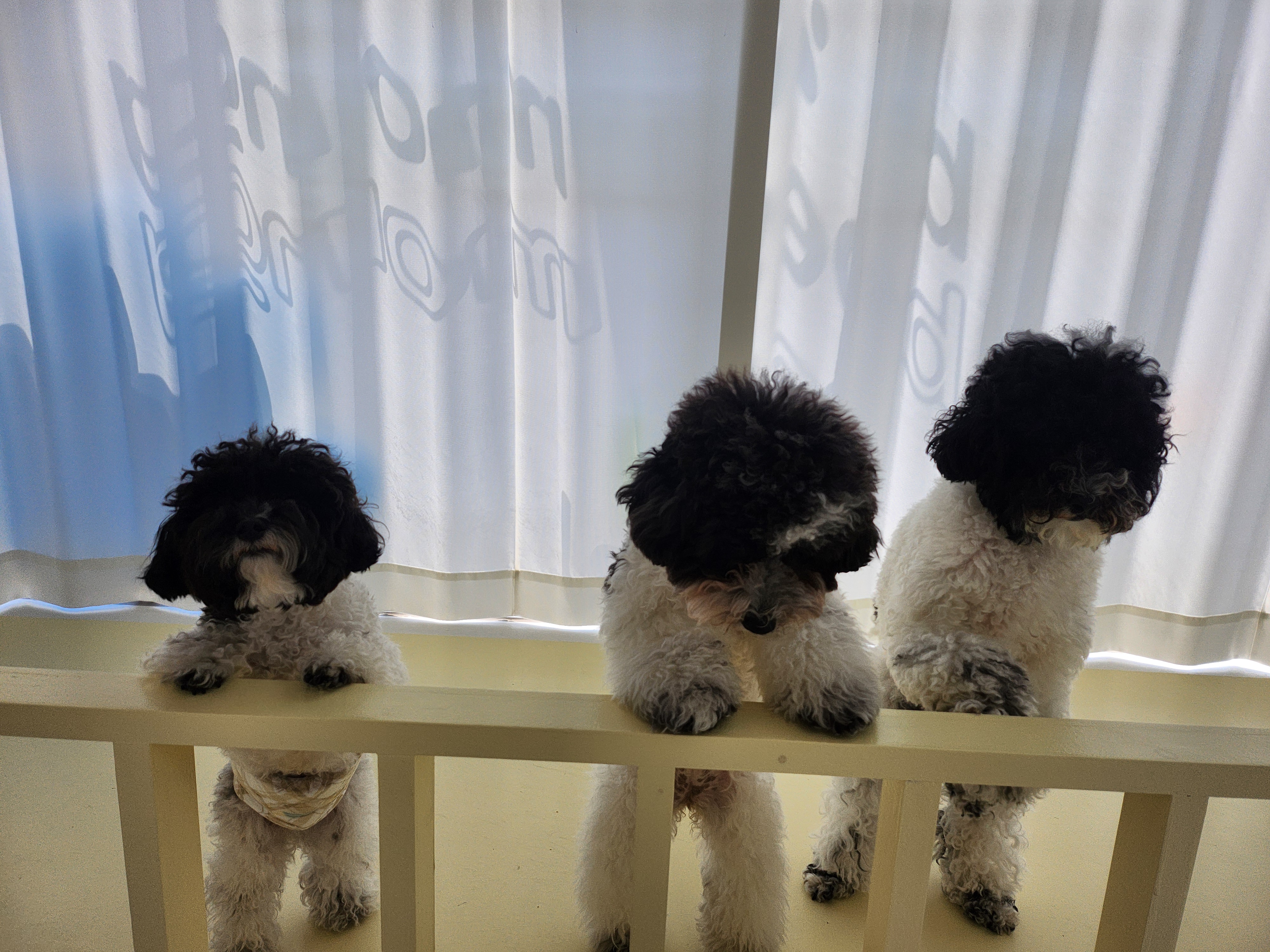 베어몽 대표 이미지