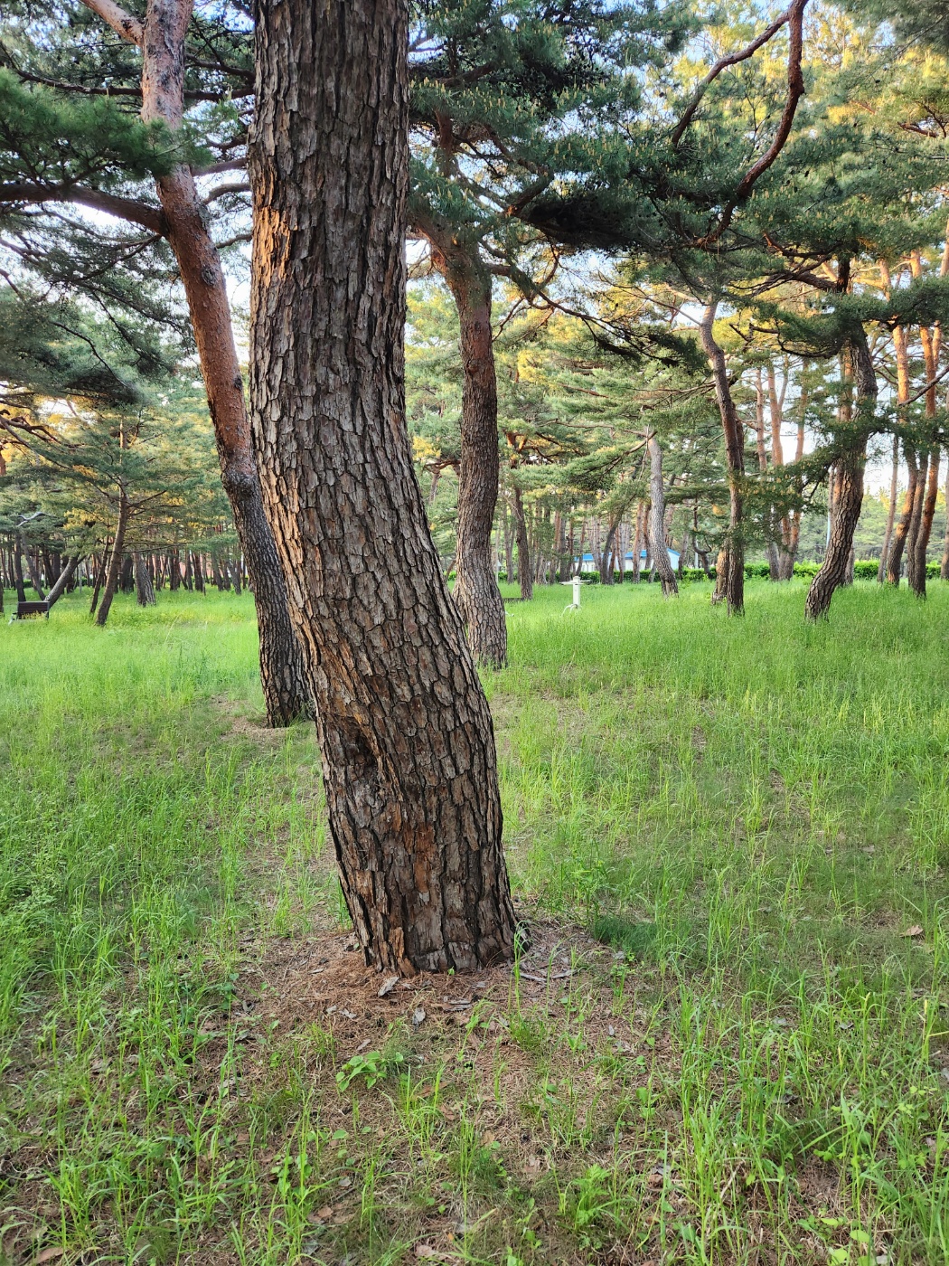 송림민박